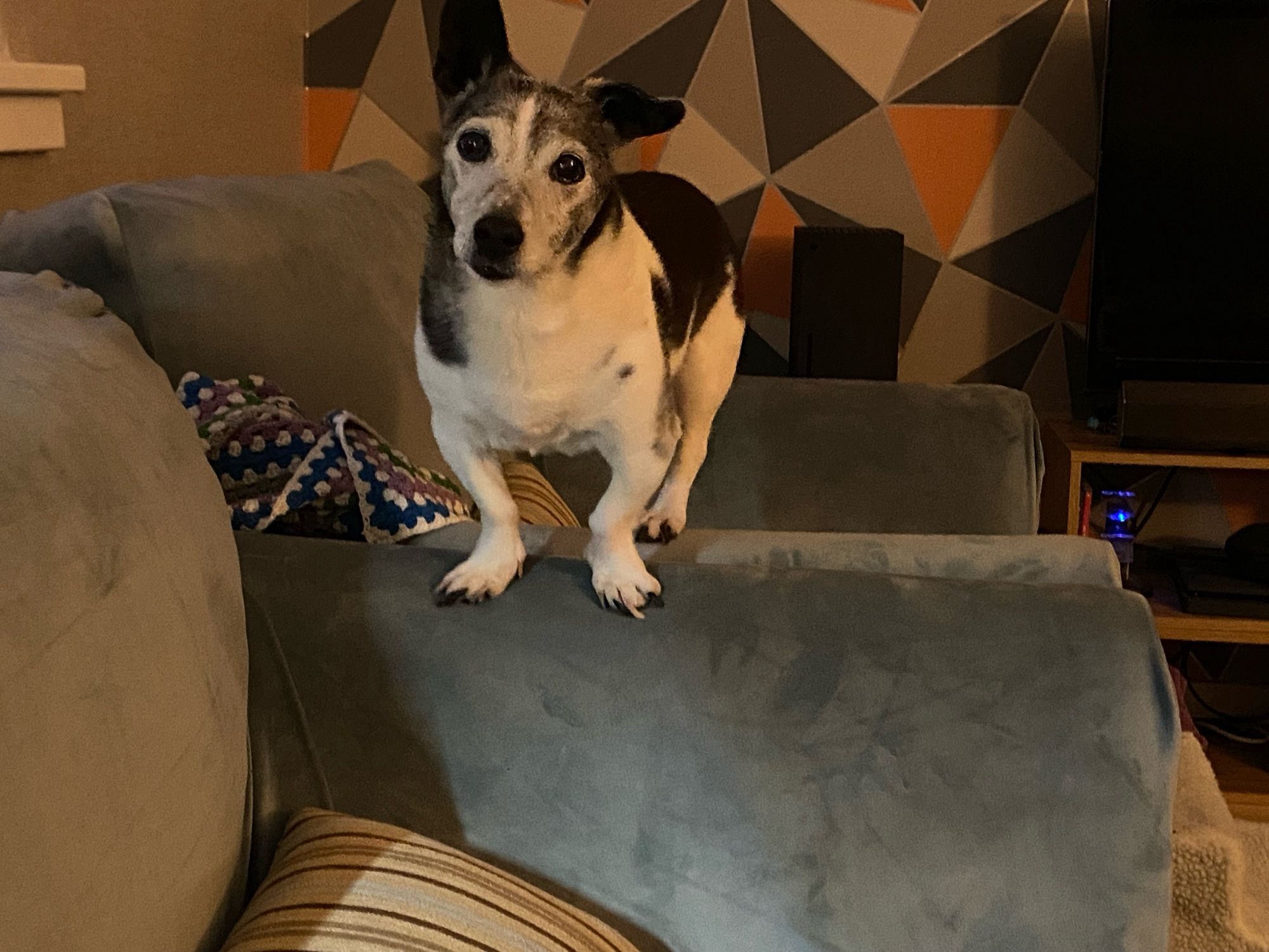 Black and white Jack Russell standing on a couch