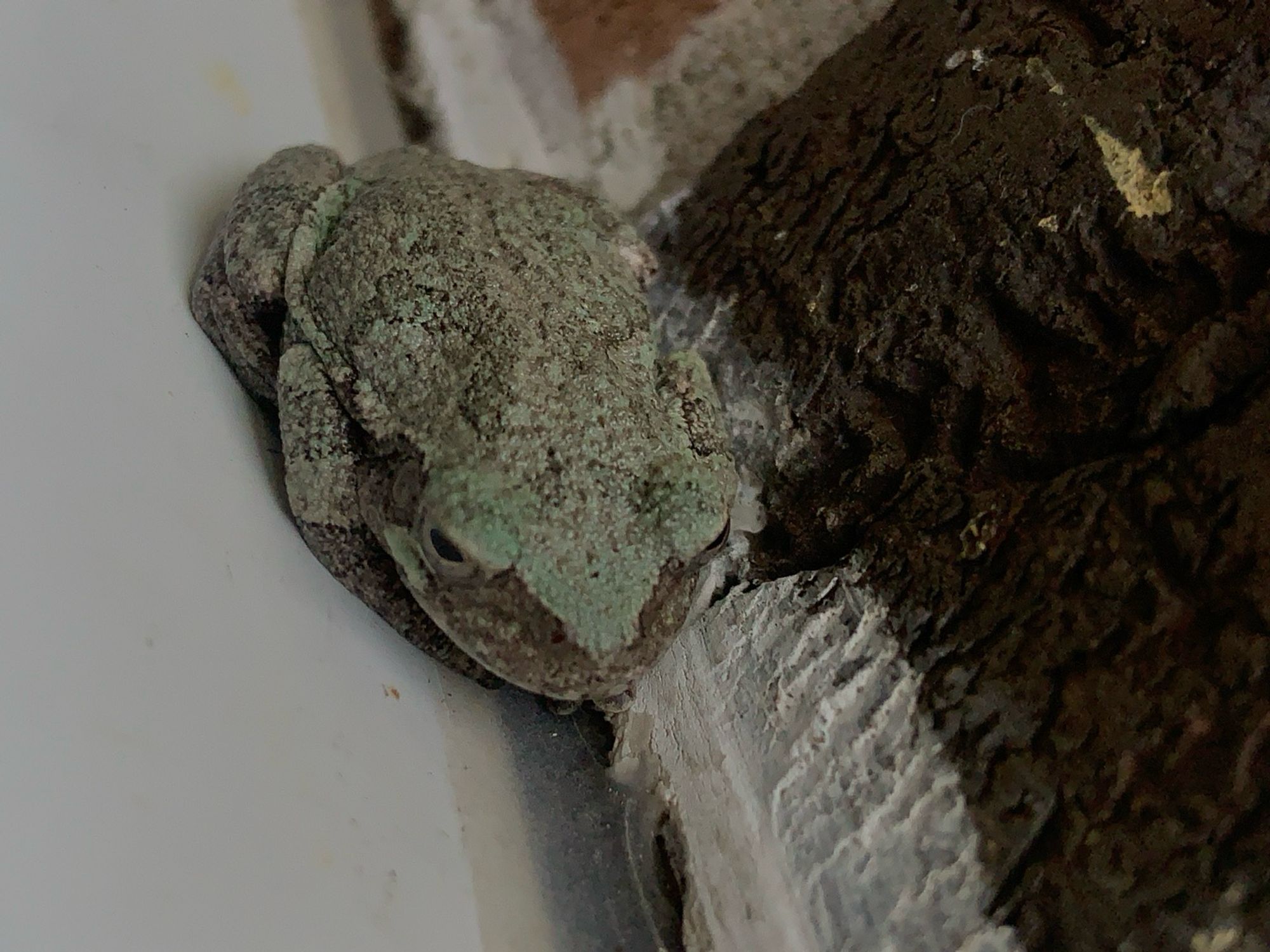 Gray Tree Frog Front View