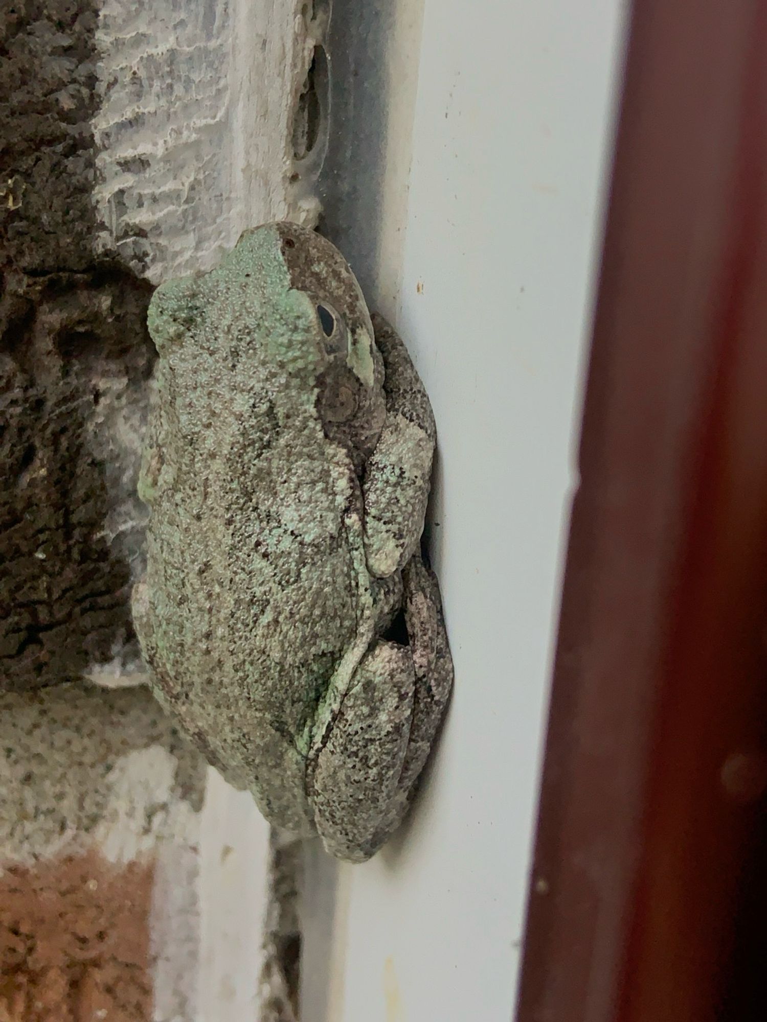 Gray Tree Frog Side View