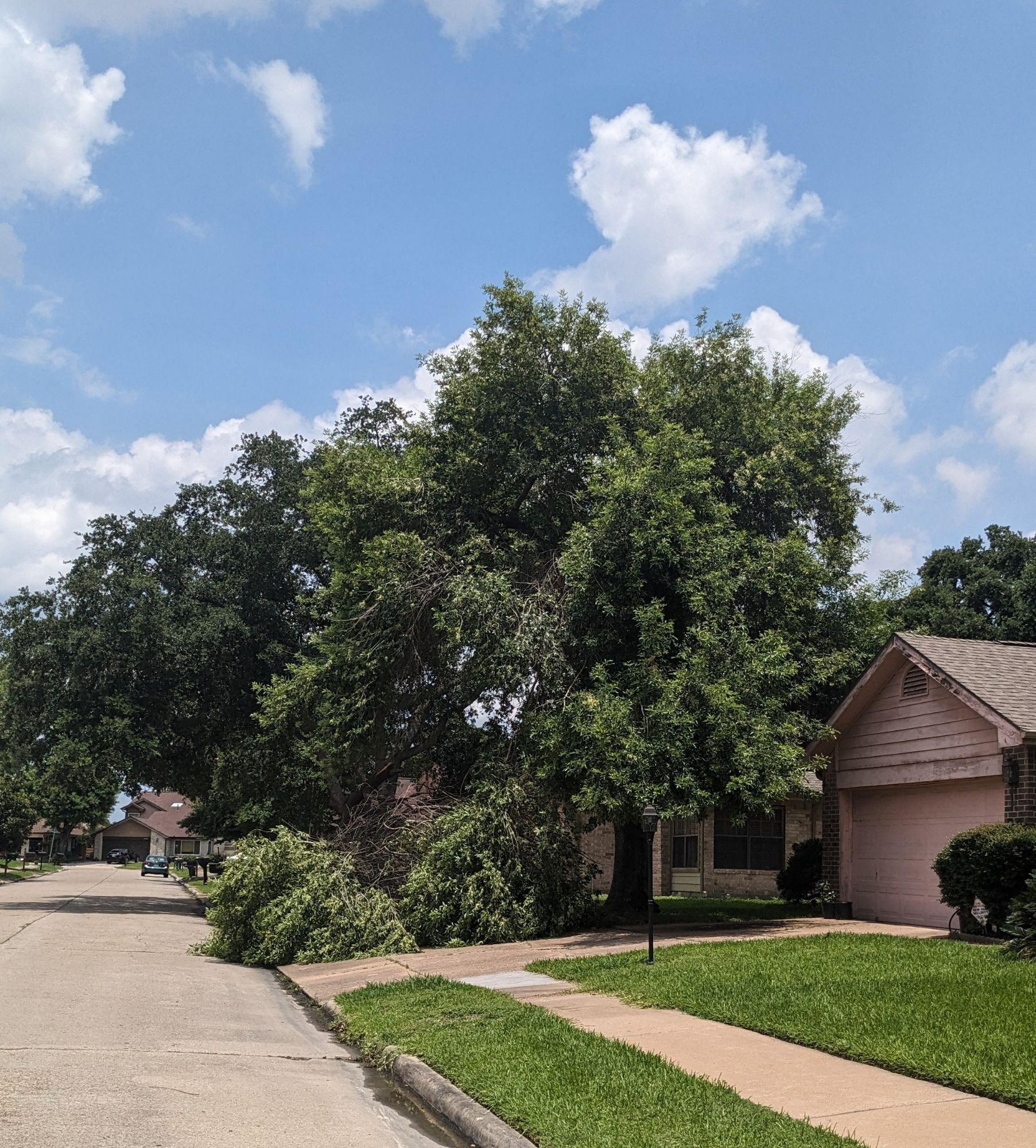 Shows a tree limb that has fallen onto the sidewalk