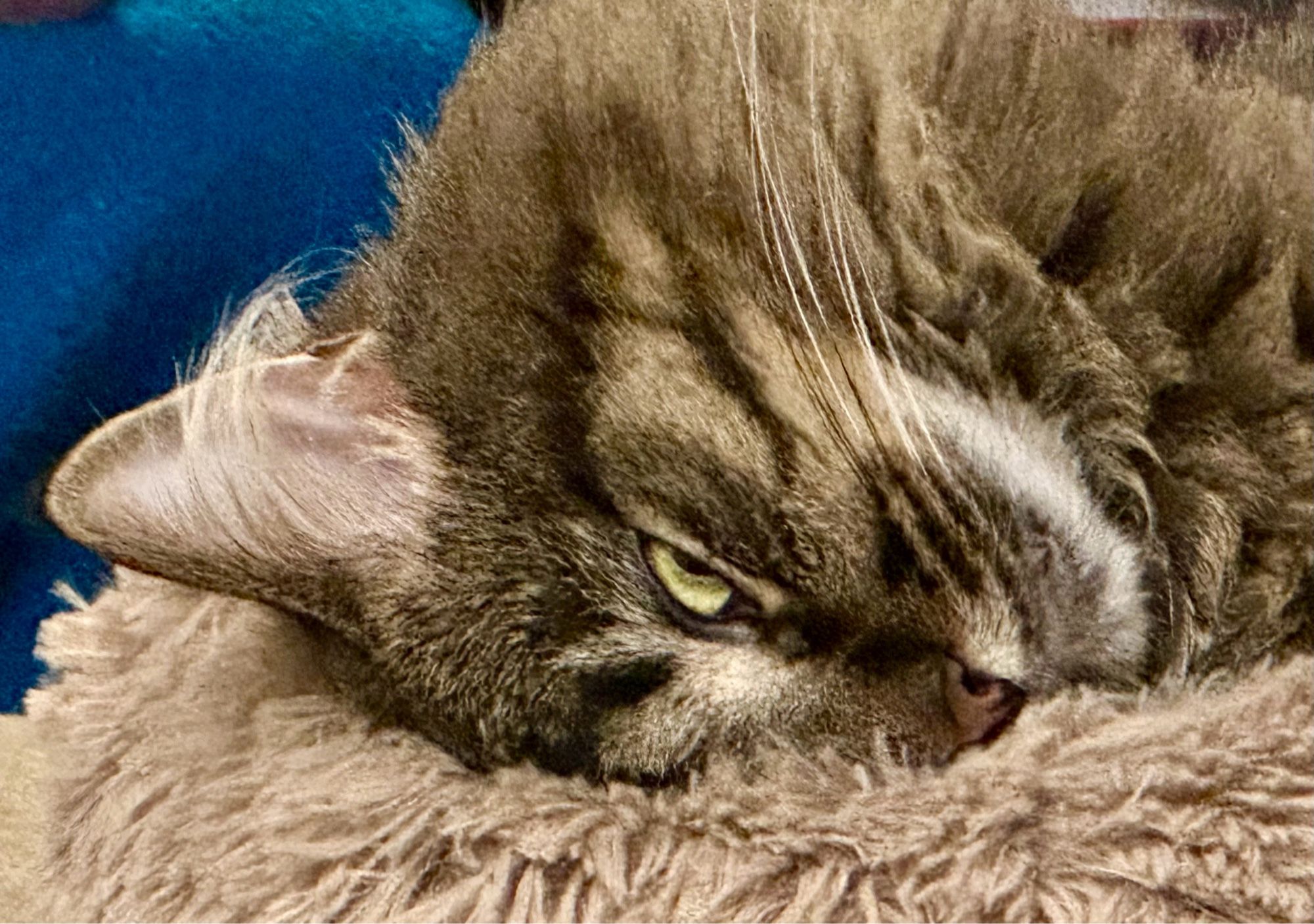 Closeup of an upside down wild eyed cat