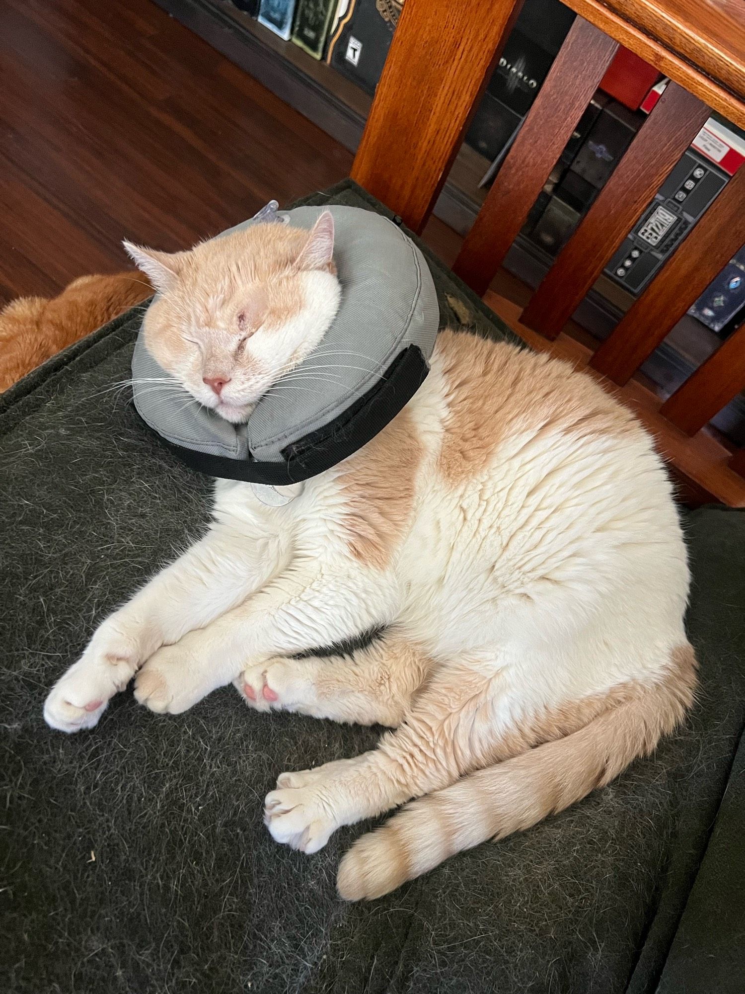 Lyra, a large white and caramel cat in a donut neck collar sleeps while using said collar like and inflatable airplane pillow.