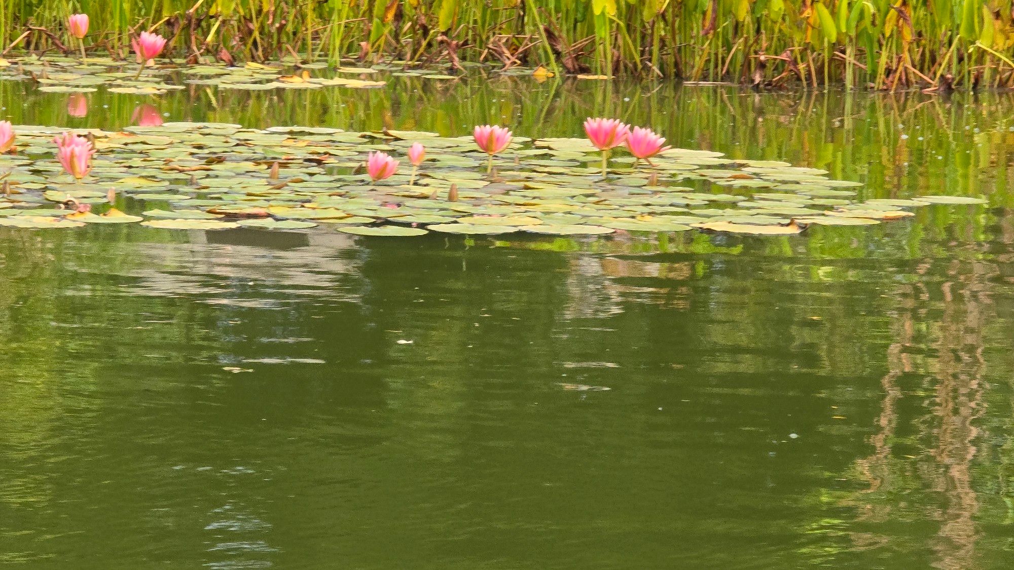 Lilypads with pink lillies