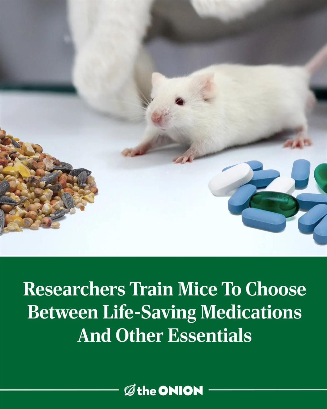Researchers Train Mice To Choose Between Life-Saving Medications And Other Essentials 
