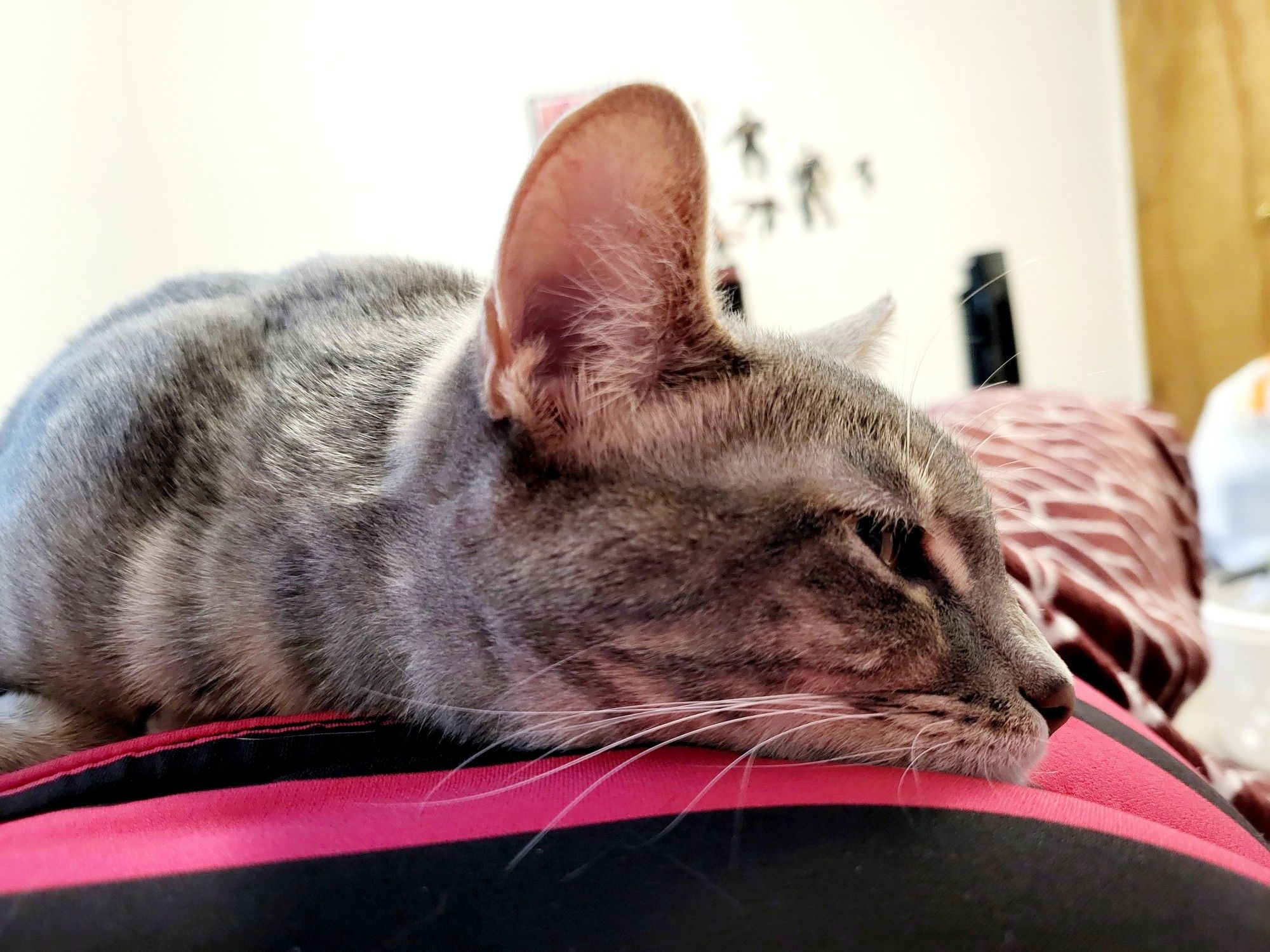 Grey tabby lying on owner's chest