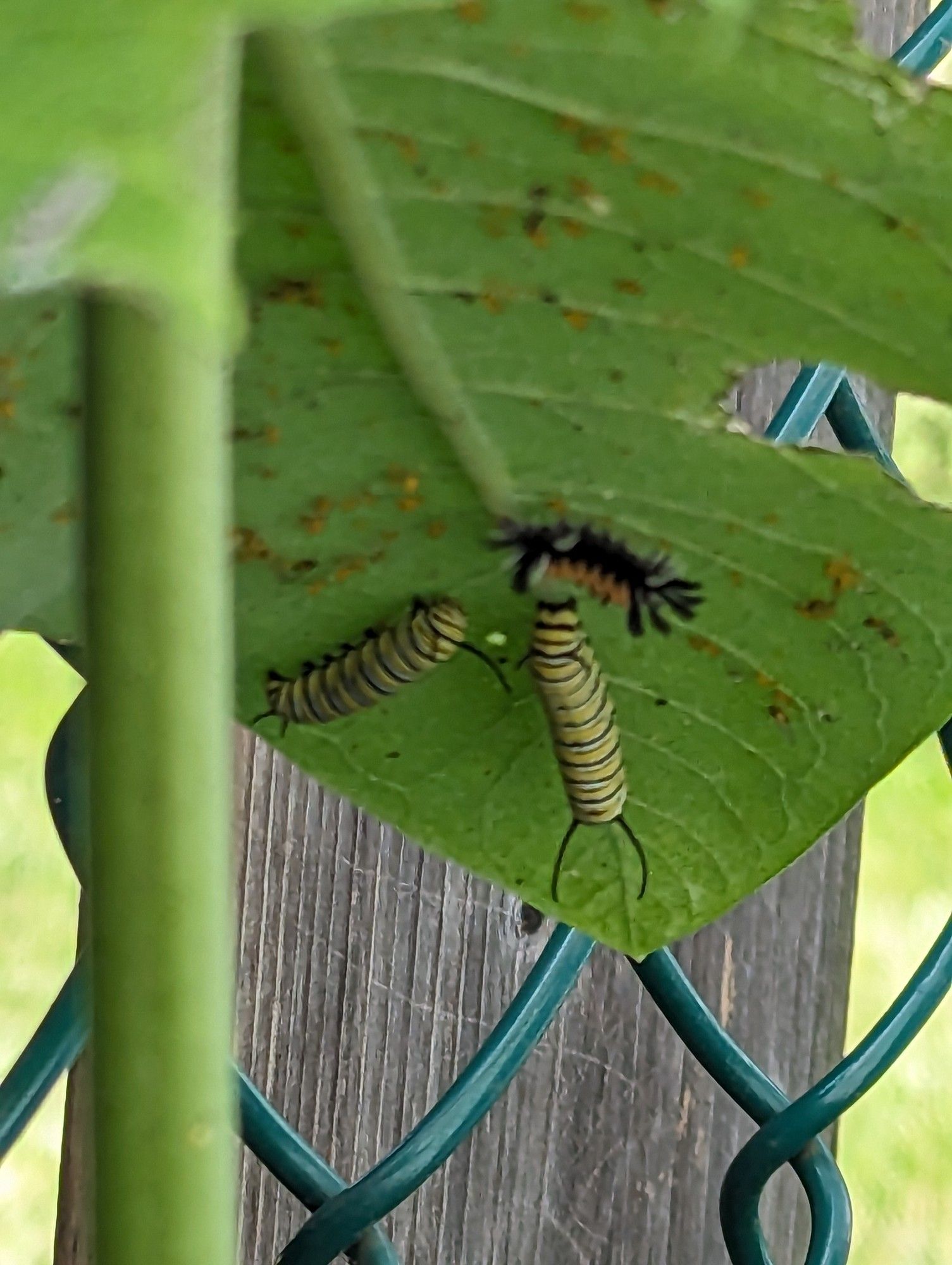 Two monarch caterpillars and a milkweed moth caterpillar on the underside of a milkweed leaf.