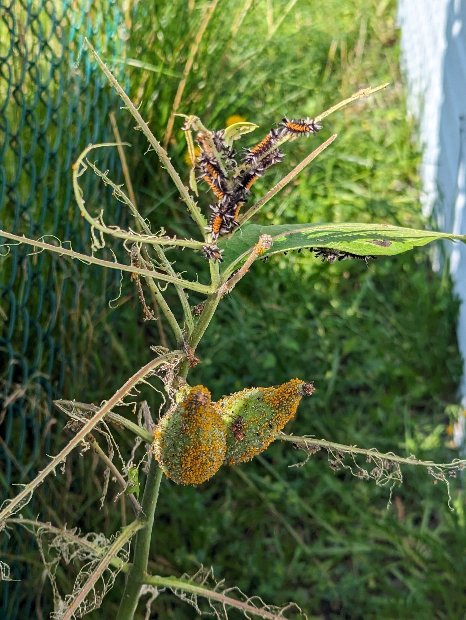 Milkweed plant with no leaves after being decimated by the orange aphids and milkweed moth. 