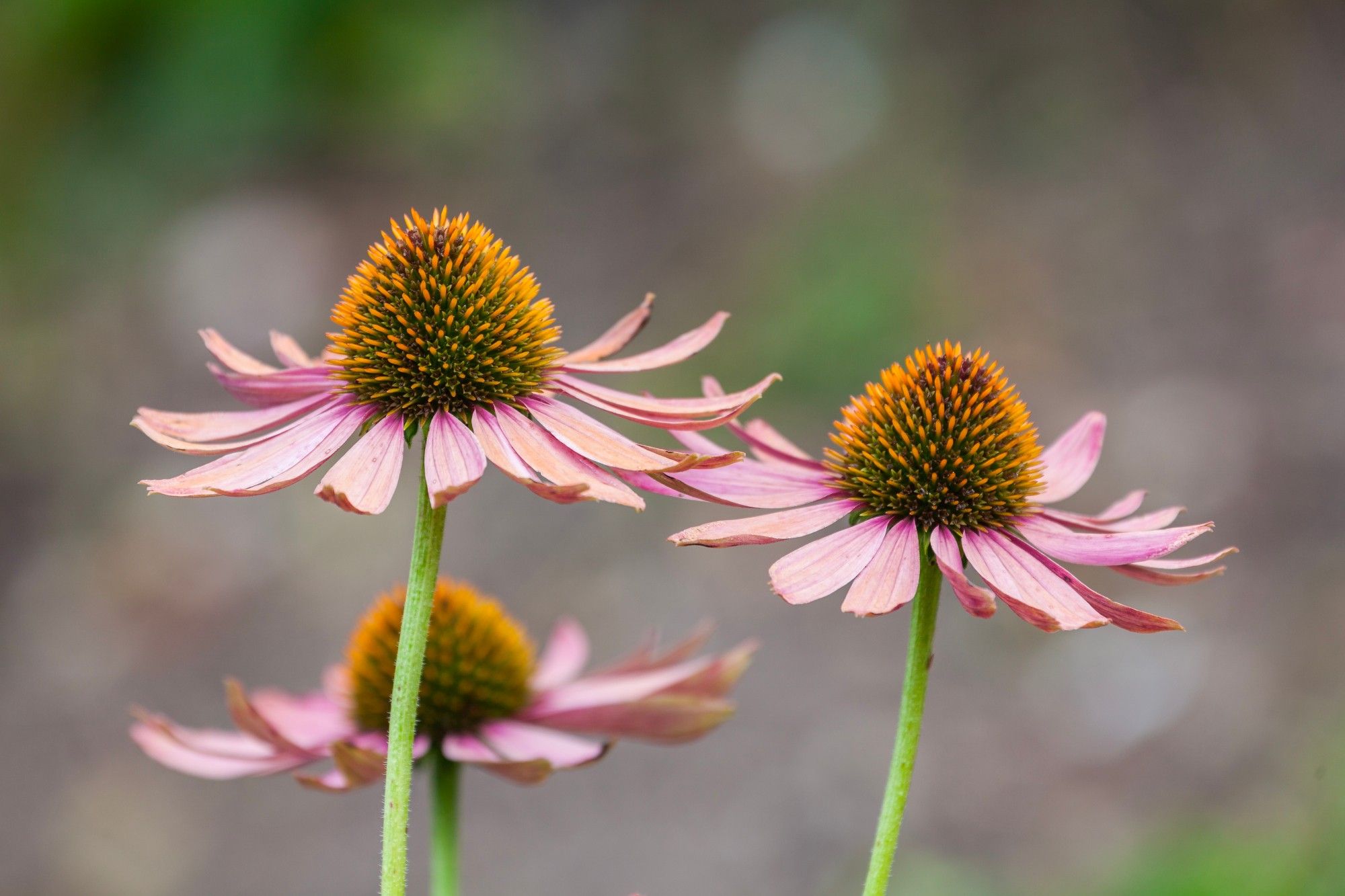 Three Echinacea flowers radiating an light purple hue, their petals arrayed around prominent orange cones at their centers. Bathed in a warm sunlight, they stand out against a soft-focus background of greenery, offering a captivating splash of purple in the landscape.