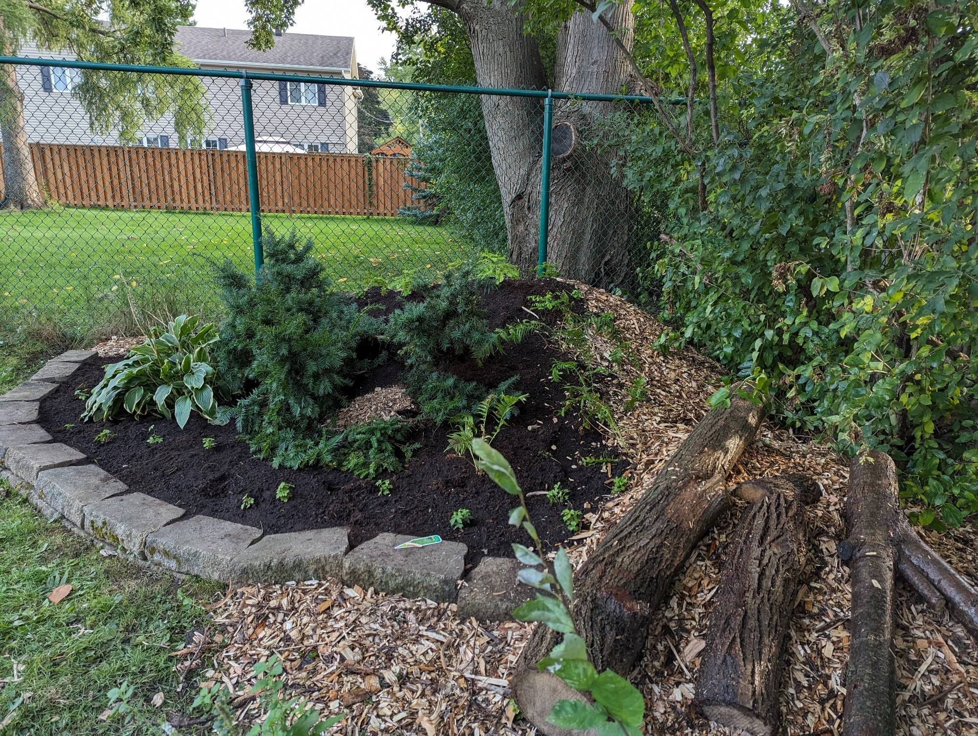 Image of a Hugelkulture garden planted with baby ferns.