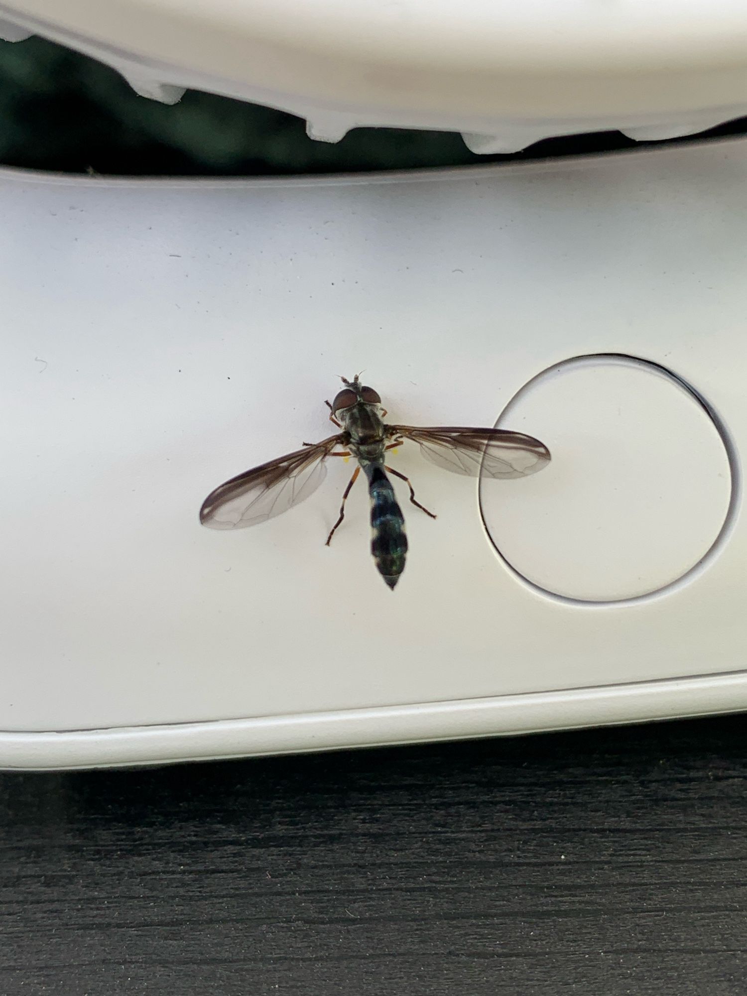 A very cute bug, maybe a hoverfly? Ocyptamus fuscipennis, according to the Googly?