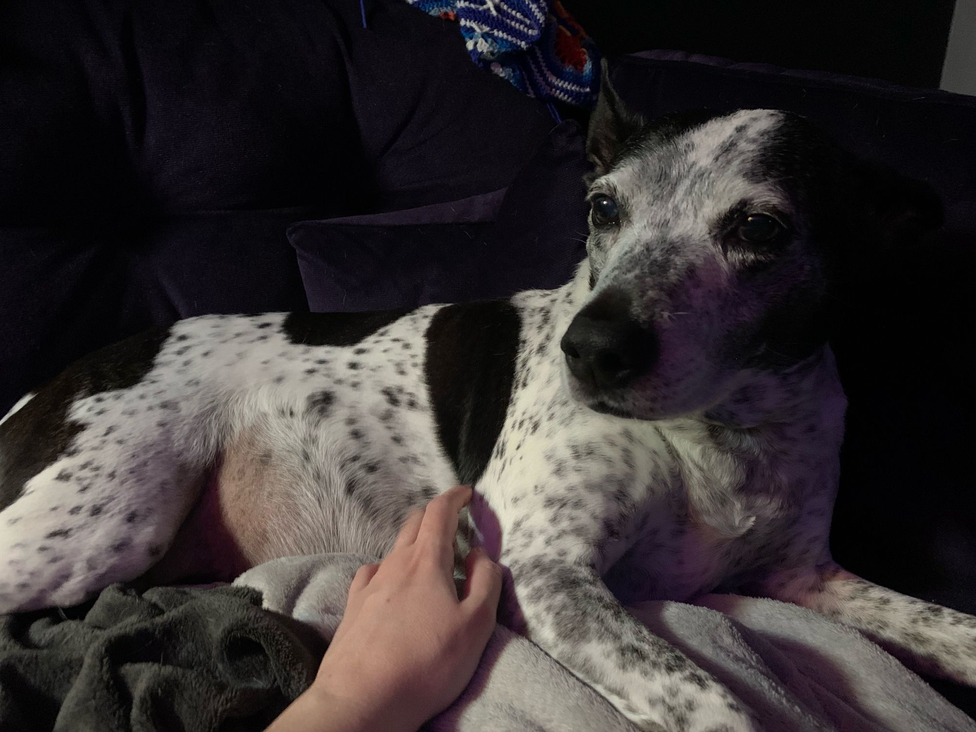 Photo shows my dog Tessa reclining on a purple sofa, with my left hand giving her shoulder scritches. Tessa is a medium-sized mostly white dog, with black speckles, large black patches, and long black ears.