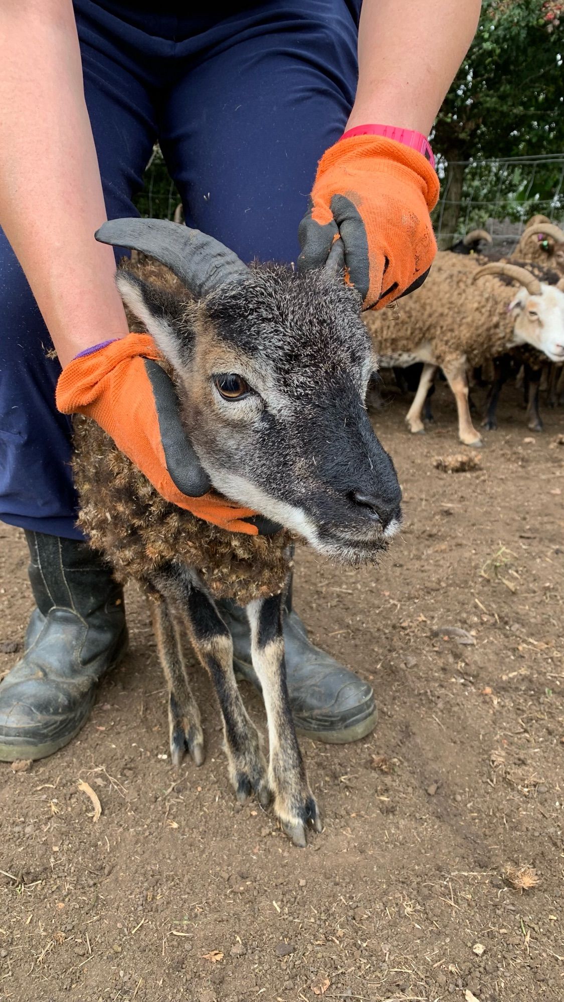 Photo shows a juvenile Soay sheep being held between a person’s legs, and held beneath the neck and by one horn. She has a dark brown face with buff areas around her eyes and along the jaw, dark brown horns, and a chocolate brown fleece.