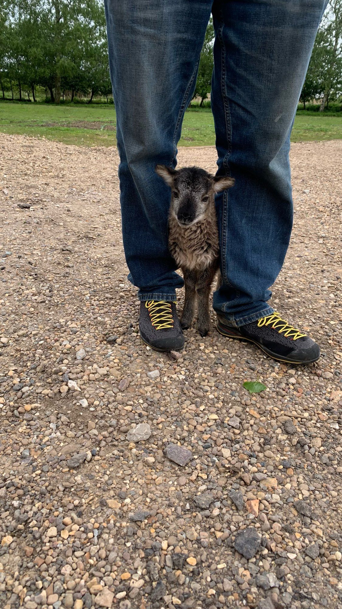 Photo shows Wendy the Soay sheep as a very young lamb, standing between the legs of the Flag Fen assistant manager. The top of her head doesn’t even come up to his knees.