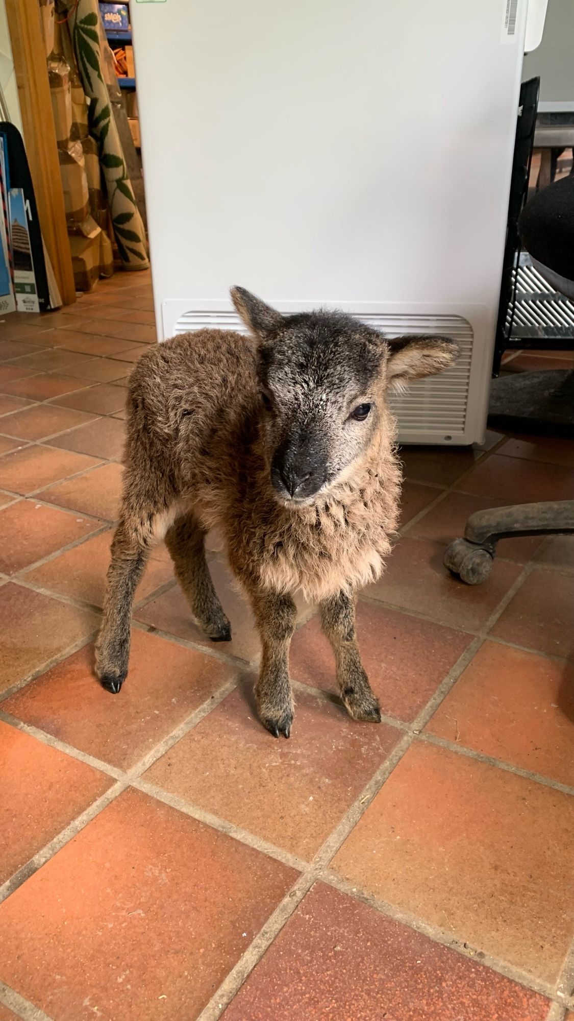 Photo shows Wendy a couple of weeks later, somewhat fluffier, standing on the tiled floor of the office at Flag Fen.