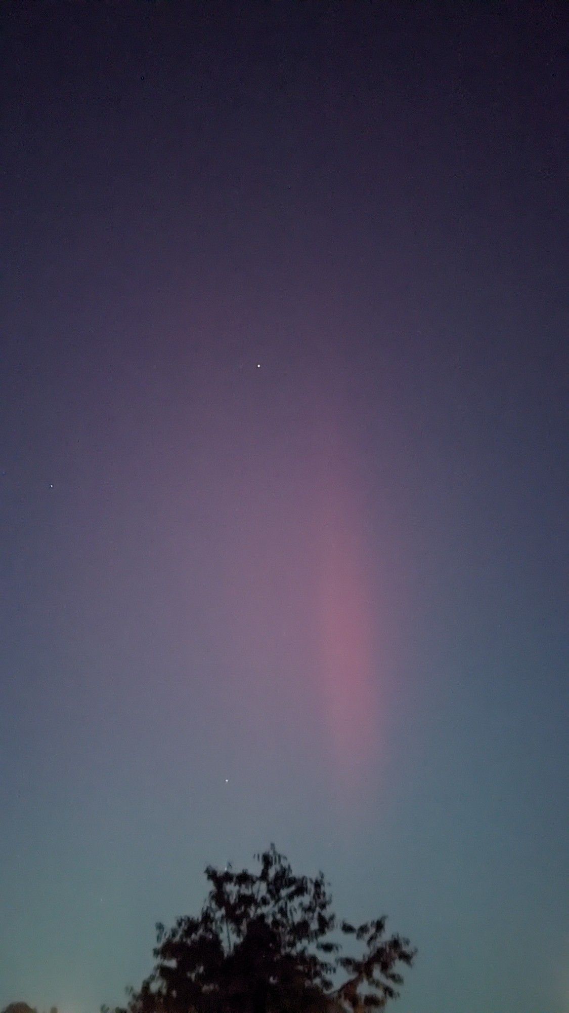 Northern Lights aka aurora borealis above the top of a tree