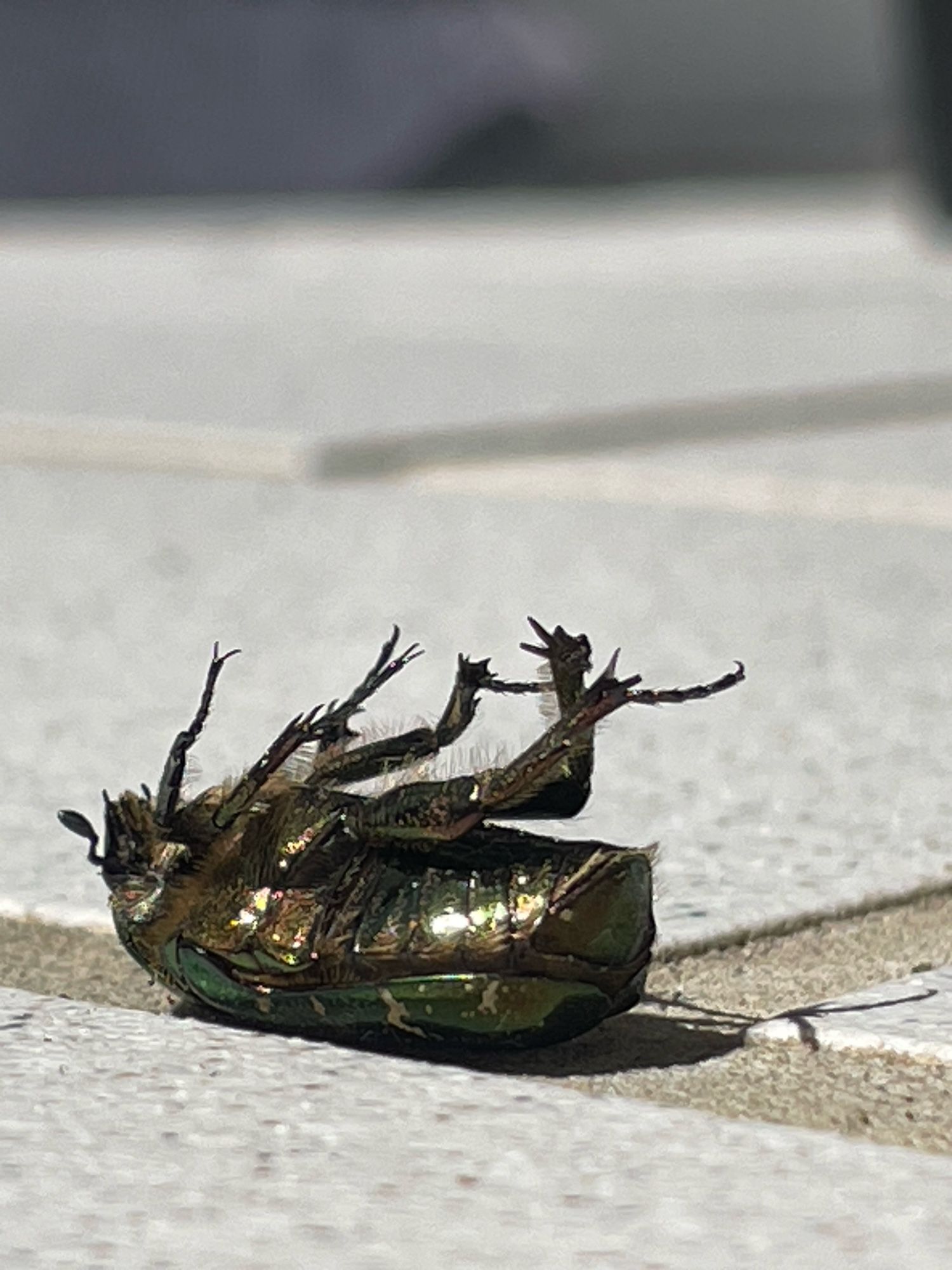 Auf dem Rücken liegender Käfer auf Steinboden.