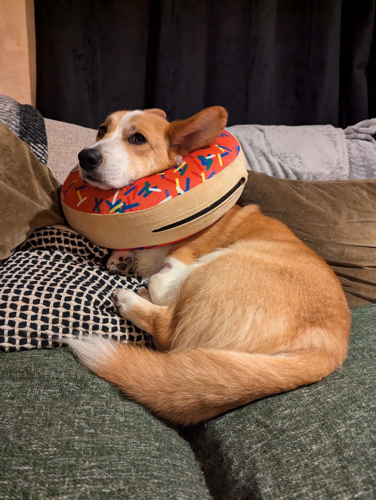 Sheridan lies propped up a bit awkwardly against a pillow. The post surgery inflatable donut around his neck looking decidedly uncomfortable.