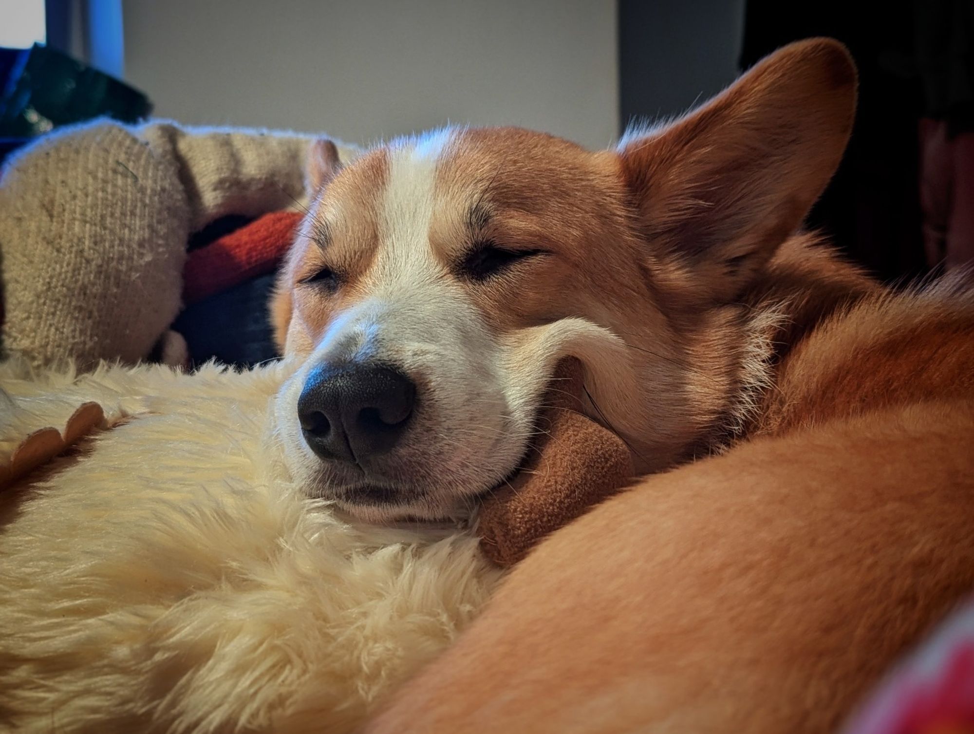 A Corgi curled up in the crook of my knees. His head is resting on a plush toy that's stretching all his loose neck skin in an adorable fashion.