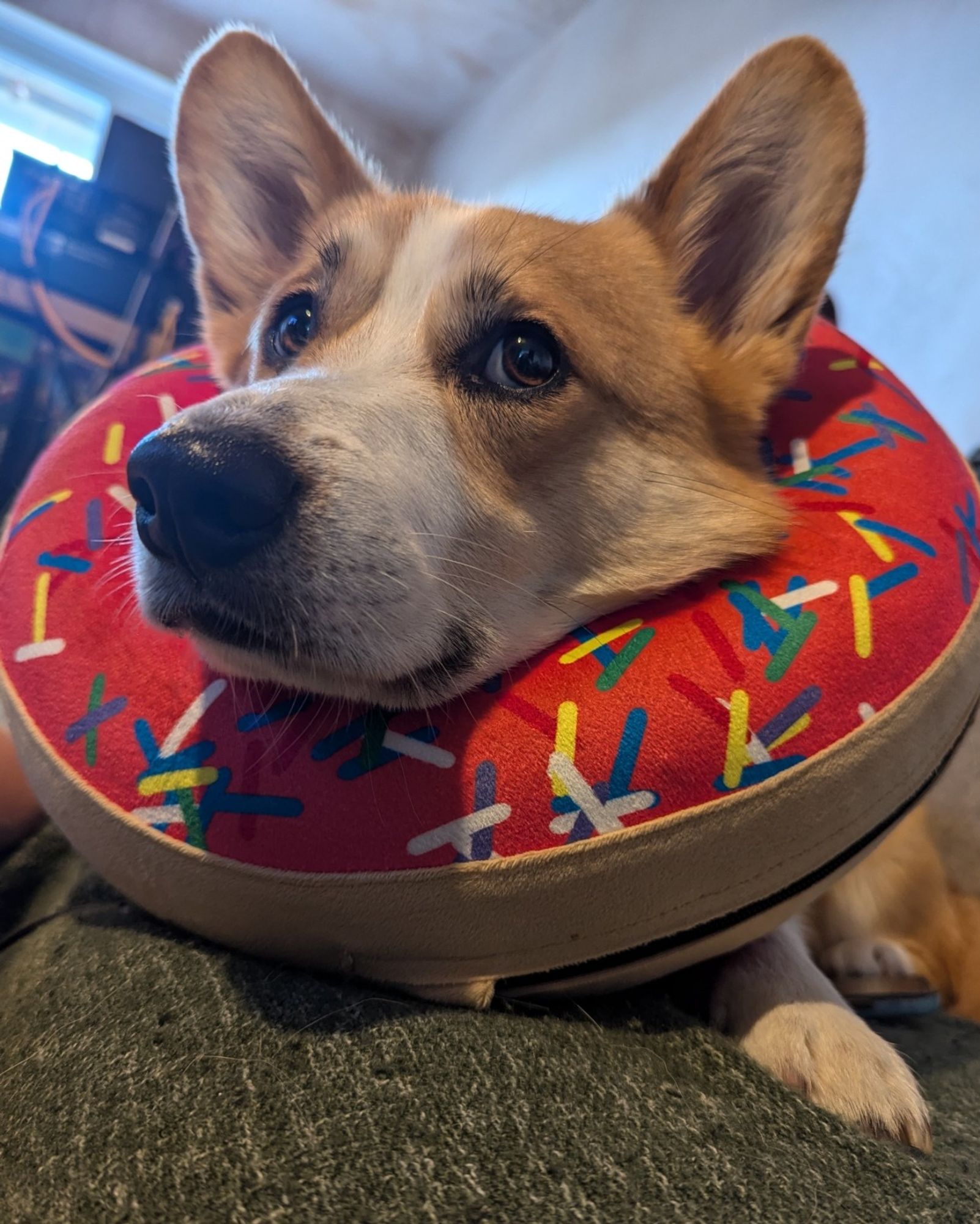 A close up of a Corgi laying on a sofa. He has a large pink inflatable sprinkle-covered doughnut around his neck.