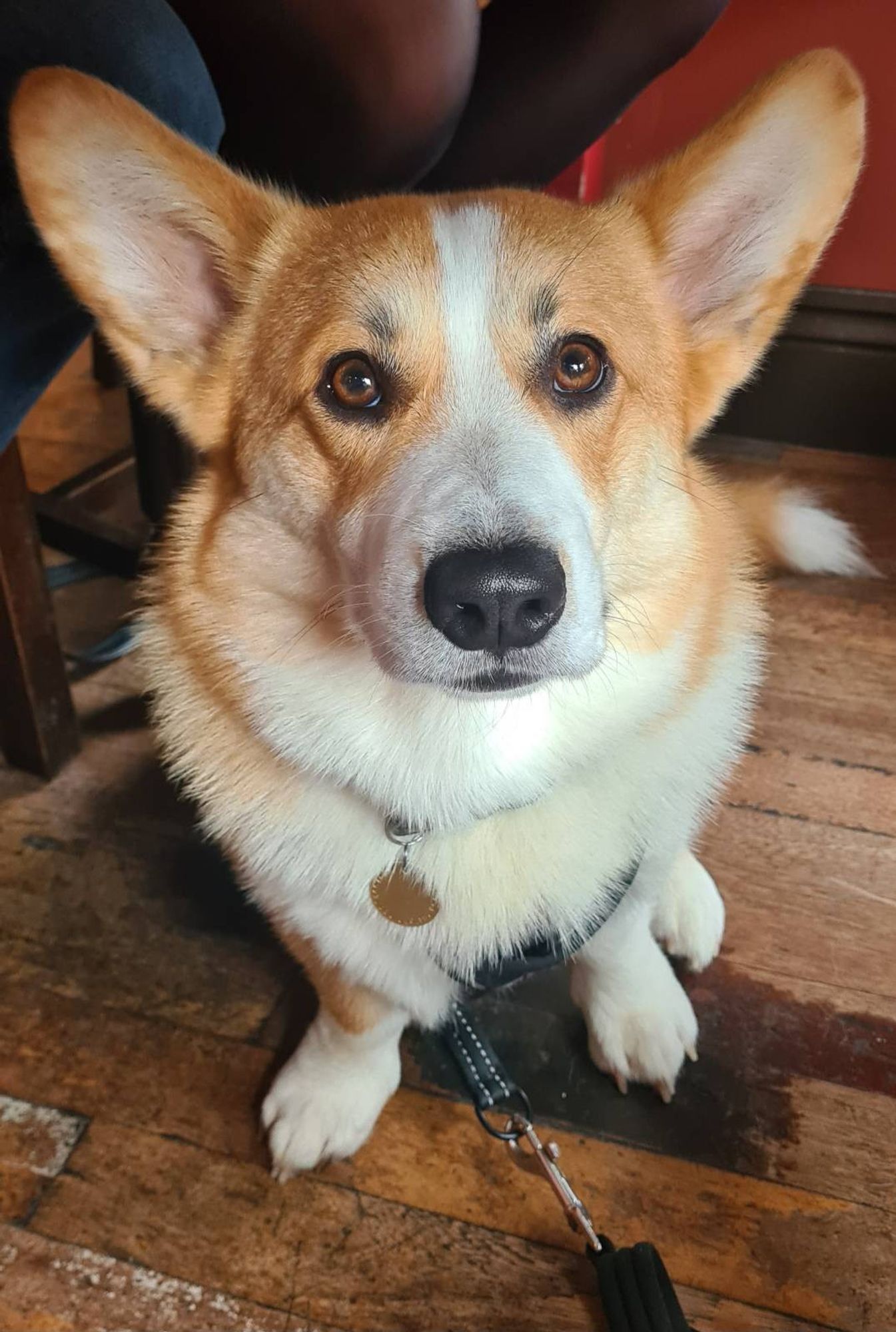 A Corgi sat under a restaurant table. His ears look massive and are in a relaxed horizontal position.