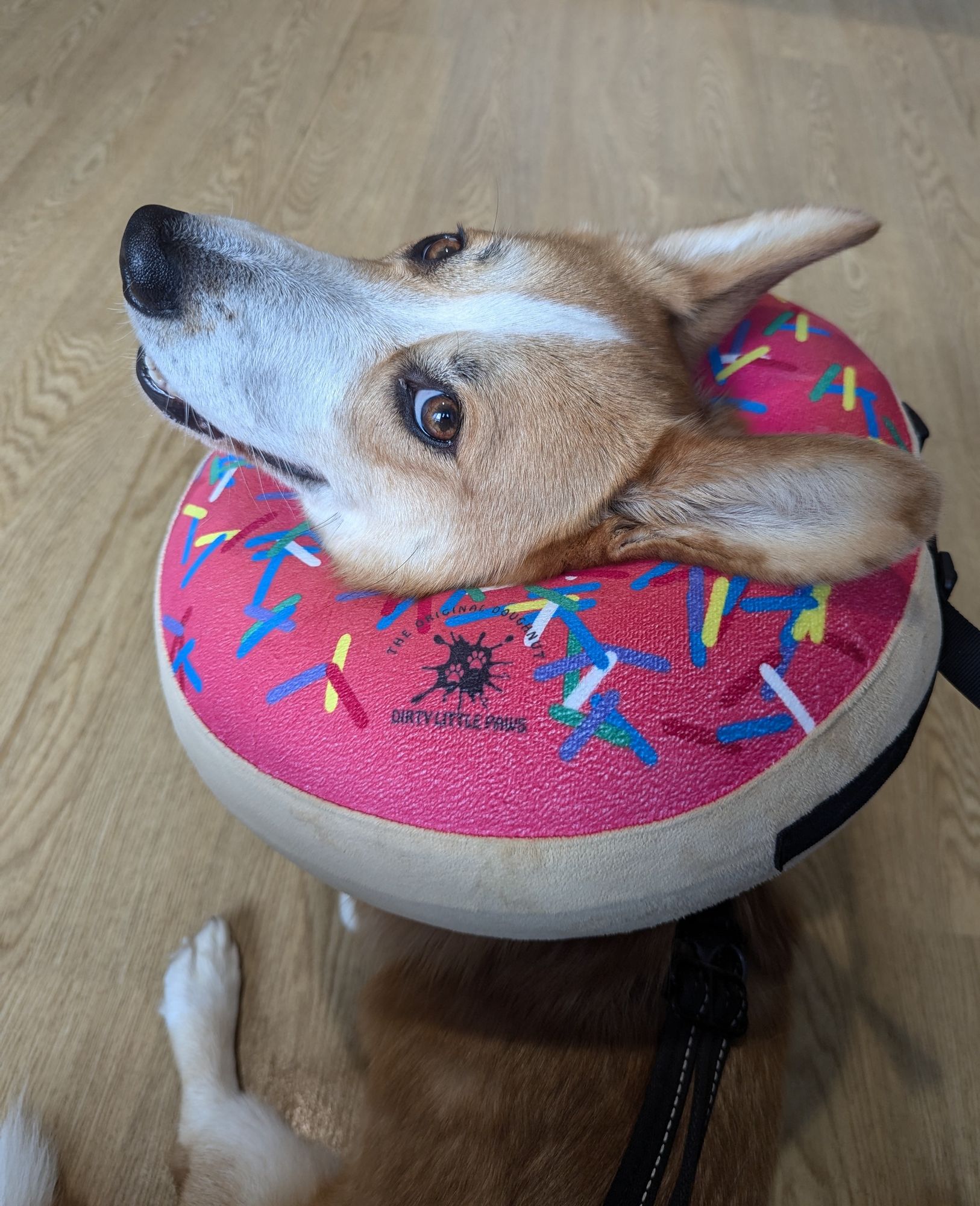 A Corgi looks back at the Camera whilst wearing a big pink donut around his neck.