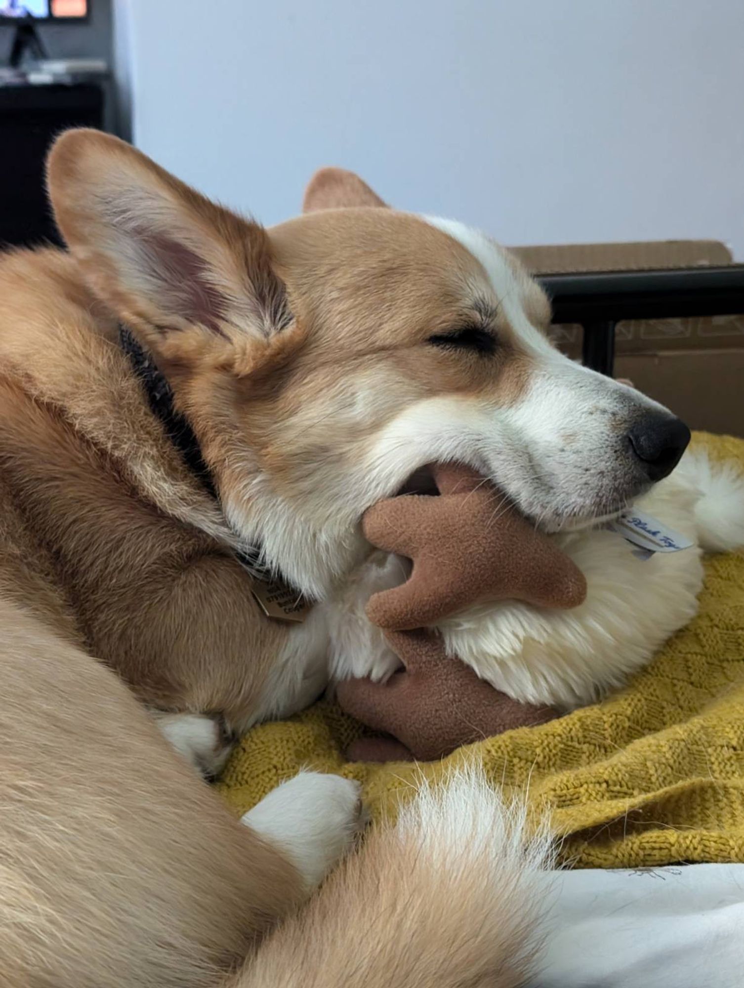 Sheridan the Corgi lies with his head resting on the foot of a soft toy. The foot is quite hard and is lifting the side of his mouth in a decidedly not comfortable looking way.