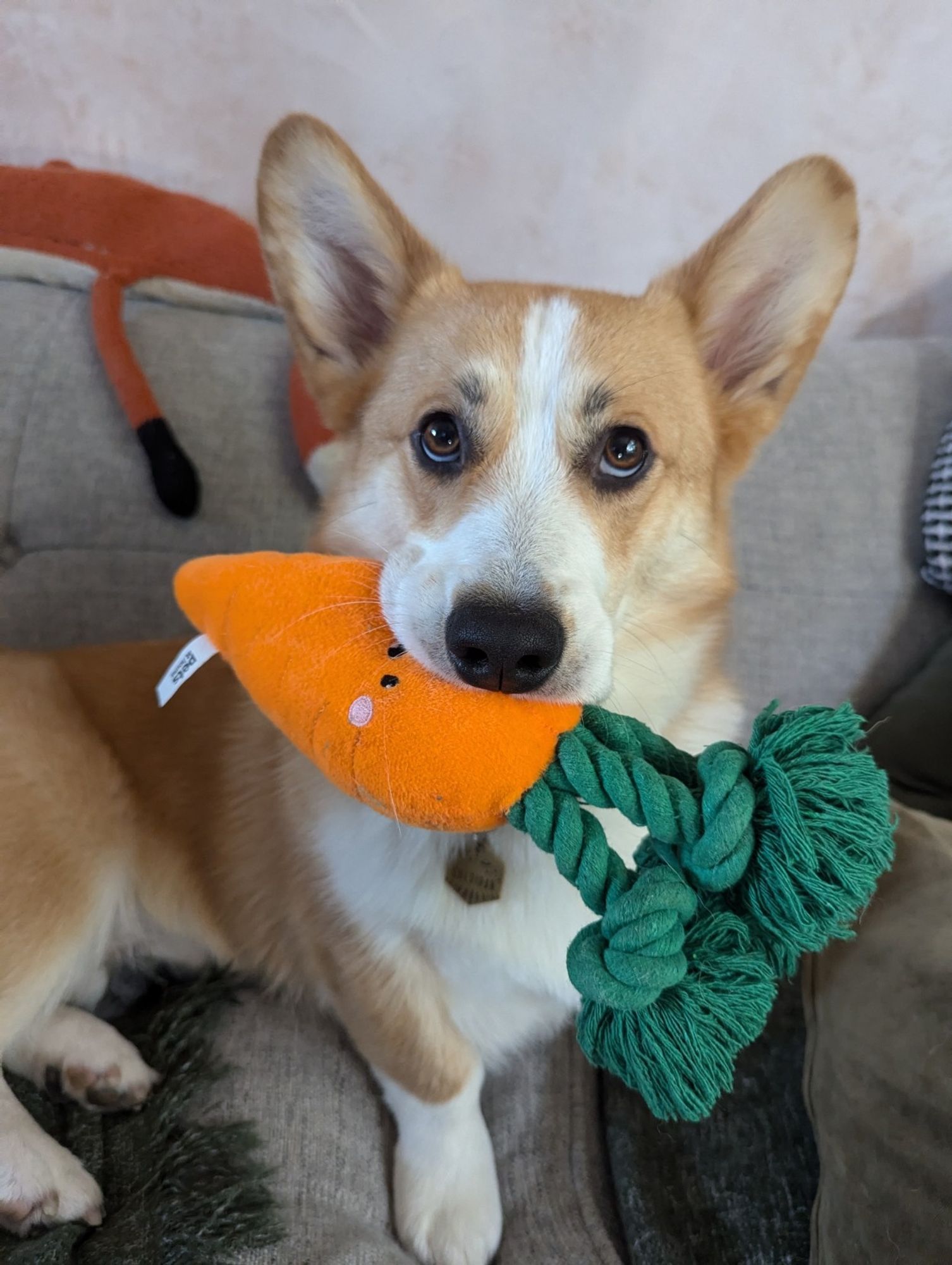 A Corgi sits looking slightly up at the holder of the camera (me). He holds a large orange stuffed carrot in his mouth.