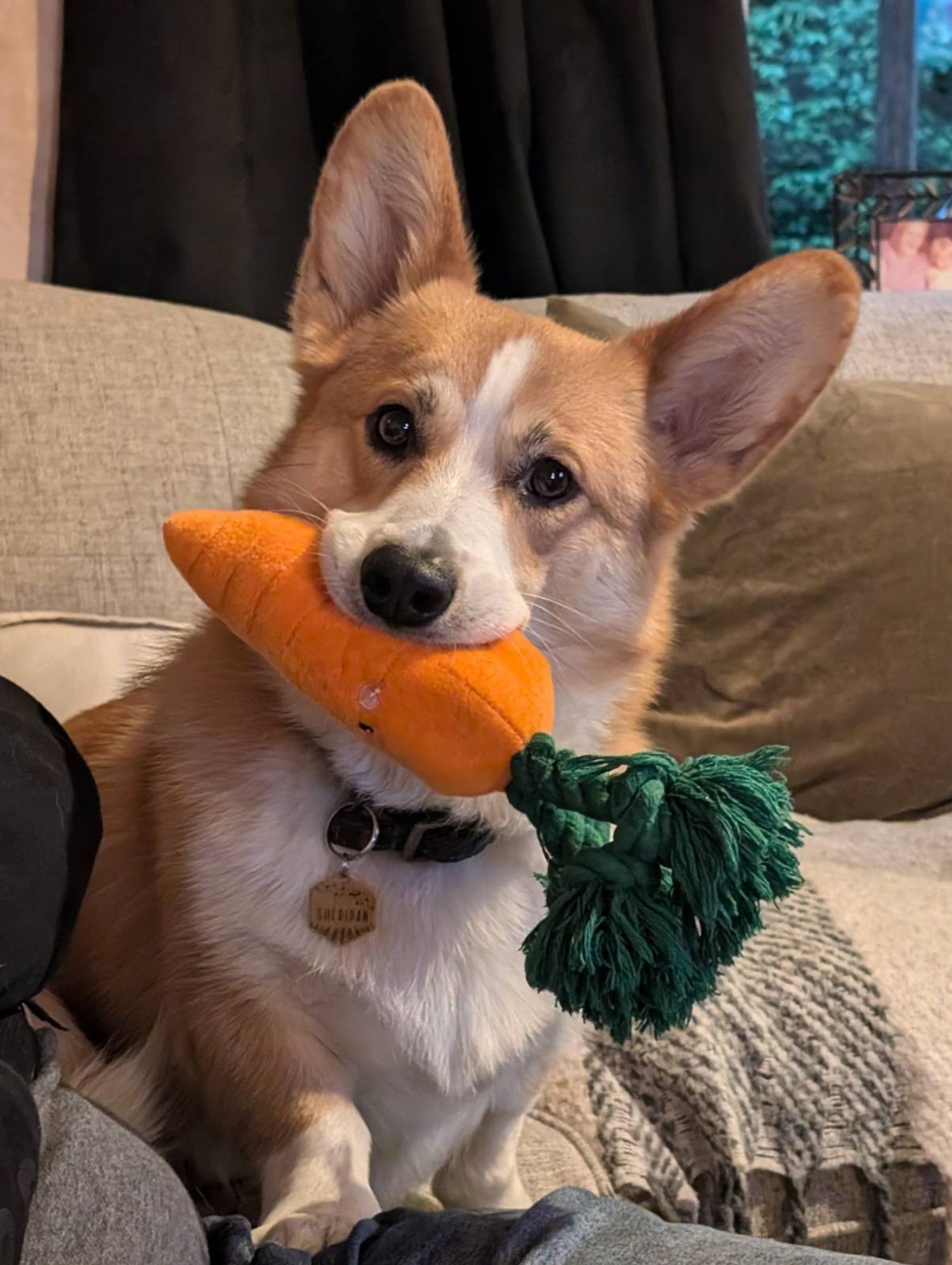 A Corgi sits with a large plush carrot in his mouth. His head is tilted in a quizzical fashion (someone may have whispered the "t" word)