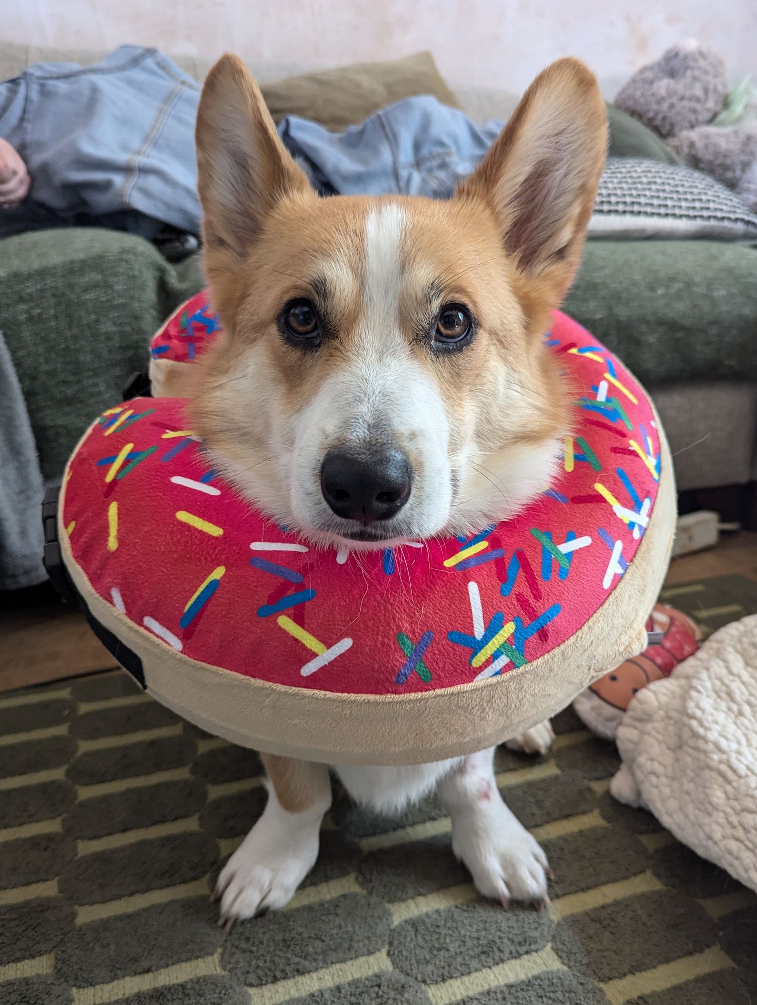 A Corgi sits and faces the camera. He's wearing a giant pink donut with sprinkles around his neck - ostensibly so that he can't chew at himself, it's not super successful.