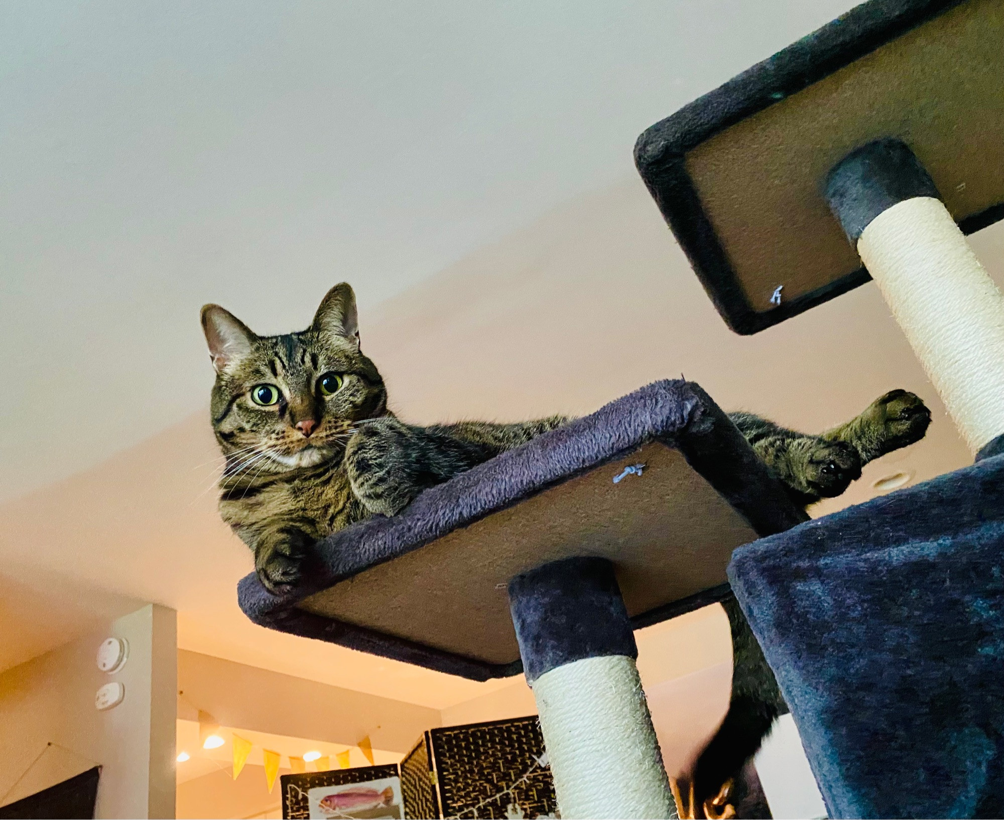 a brown tabby cat laying on a cat tree, looking down upon the viewer as if judging you for your lowly status 