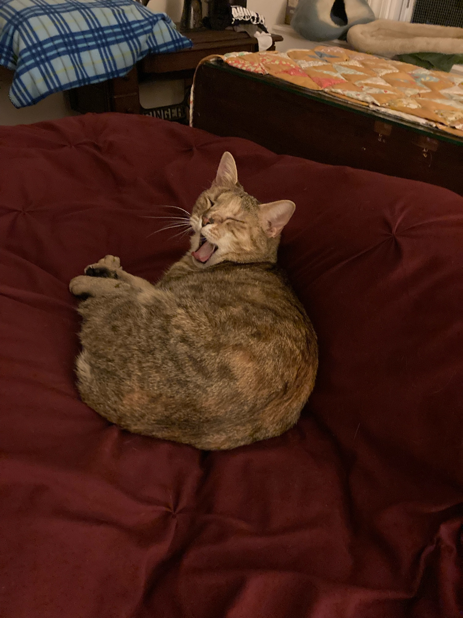 Yawning sandy tabby curled in a ball on a burgundy duvet