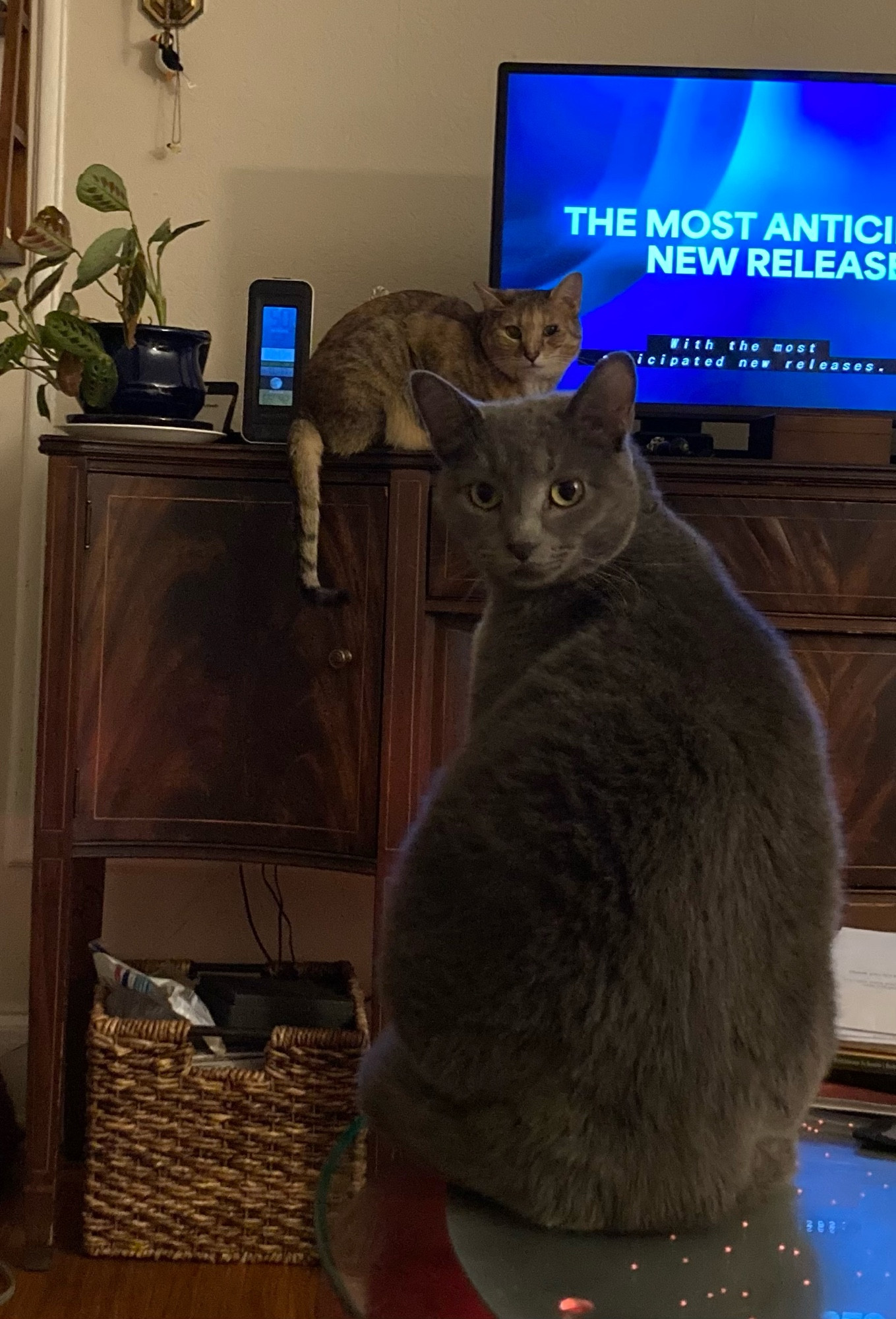 Grey cat looks over her shoulder. Right above & behind her is a sandy tabby perched on a sideboard in front of tv, also staring