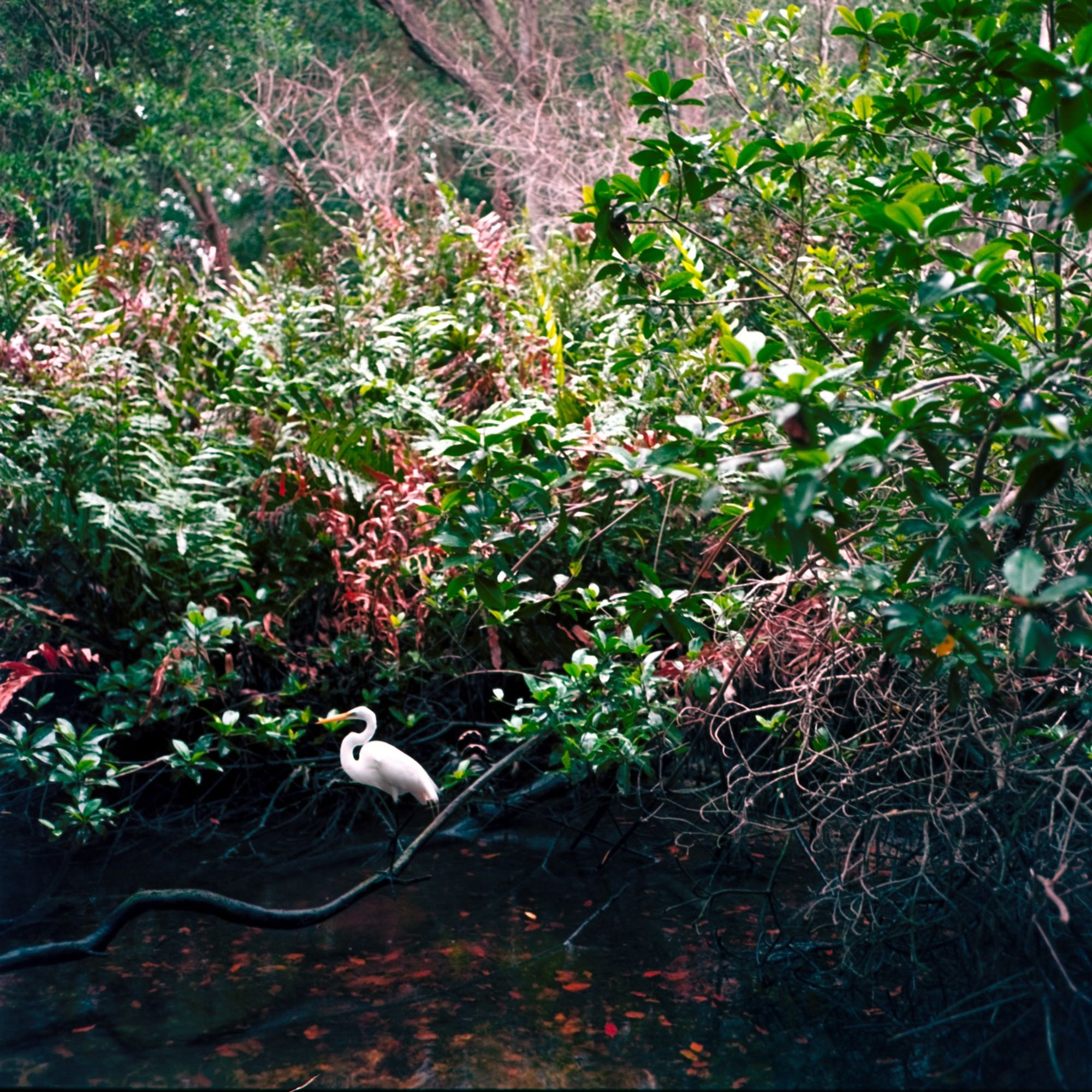 A white egret nestled amongst the shrubs of a salt water estuary in the Yucatan.