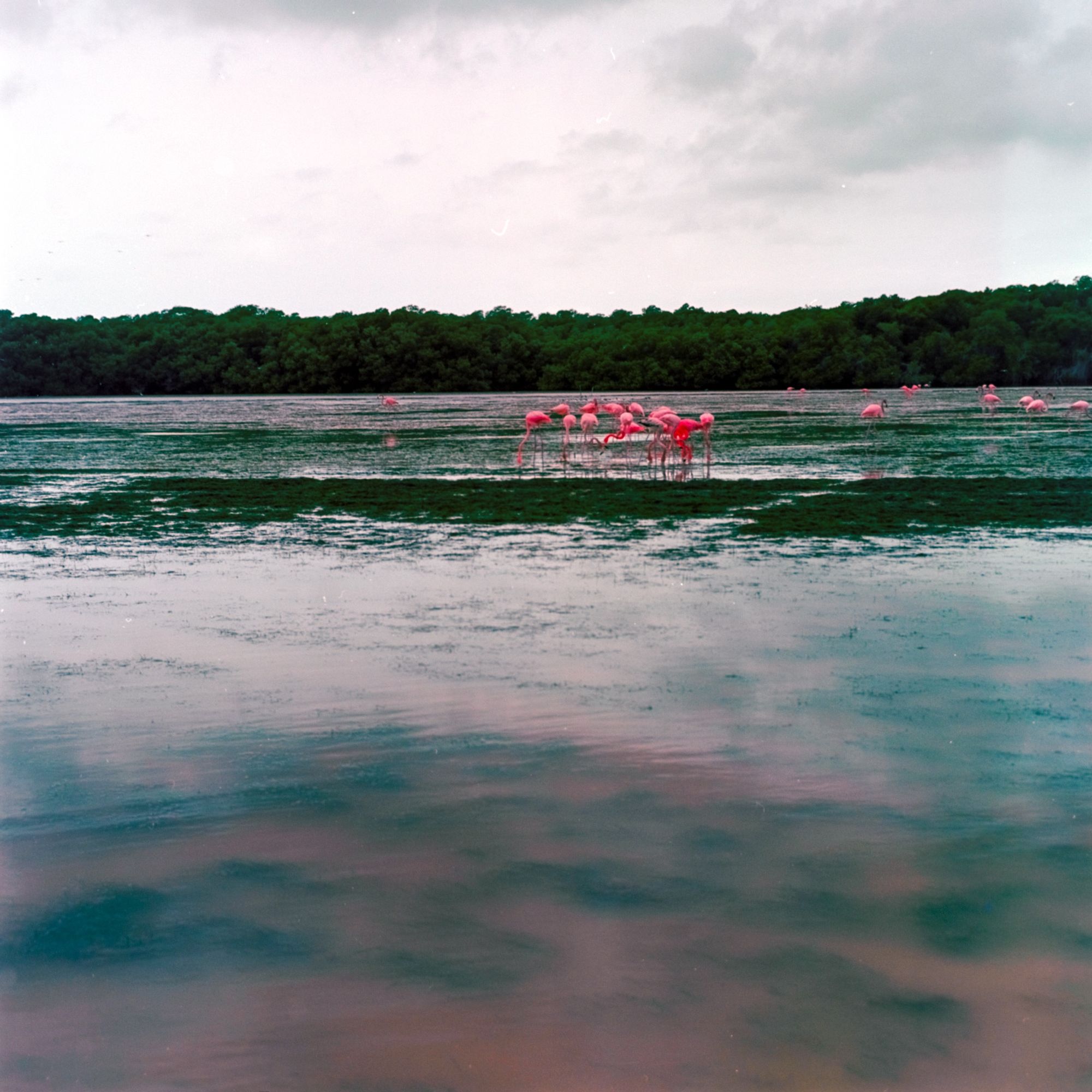 A flock of flamingos in Celestun, Mexico graze for shrimp in a salt water estuary.