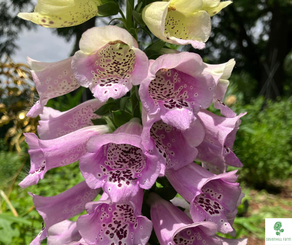 Close up of foxglove flowers, which are tubular, speckled on the inside, and a combination of pink and yellow in this case (but they can be other colors as well)