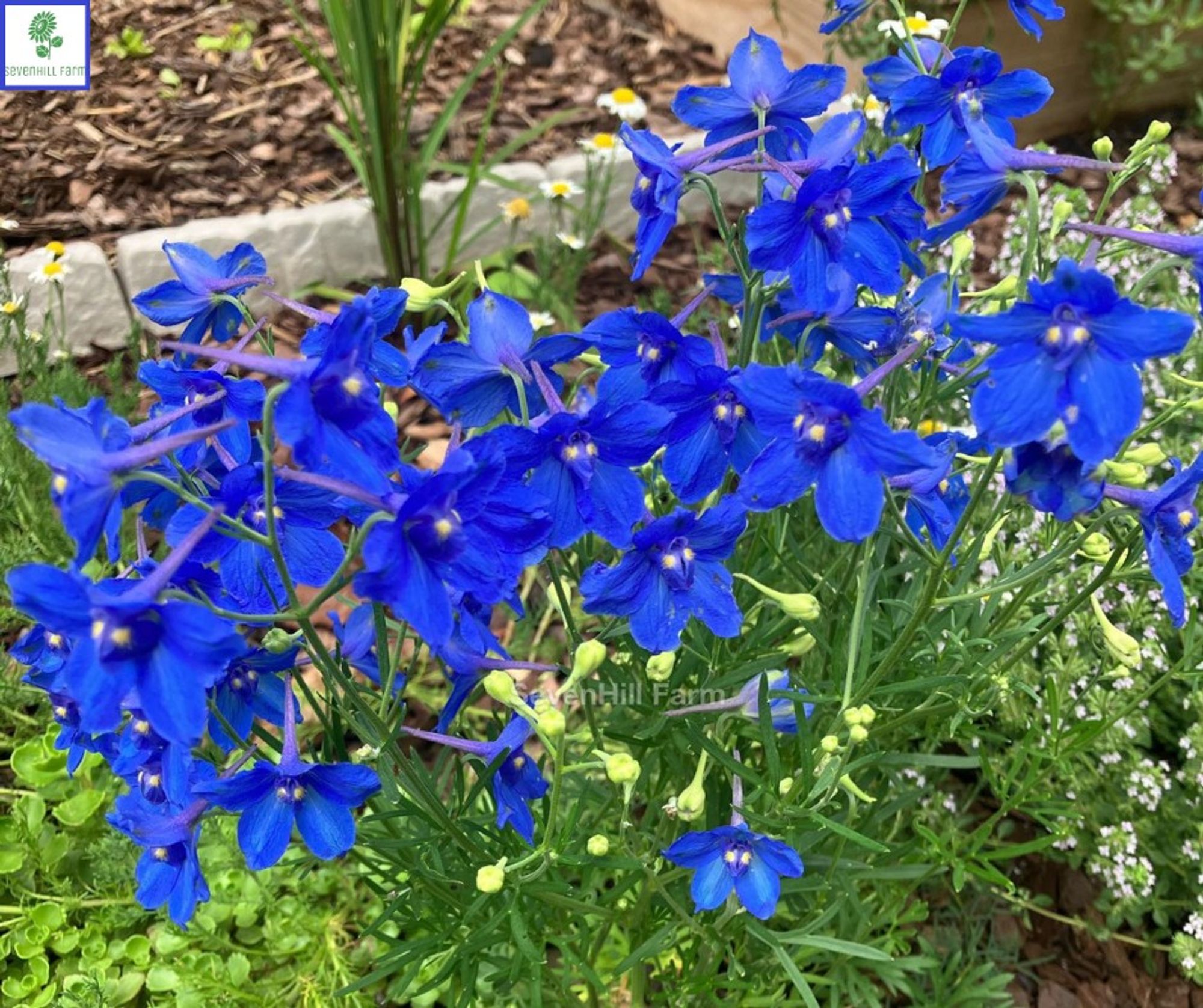 A cluster of several brilliant blue flowers on long, thin green stems, with greenery in the background. Taken right here on our Midwest micro farm in Iowa.