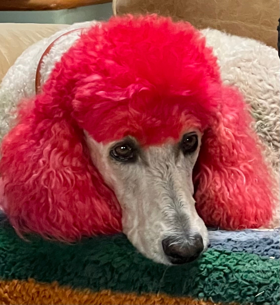 Close-up of a white standard poodle with topknot & ears dyed bright pink