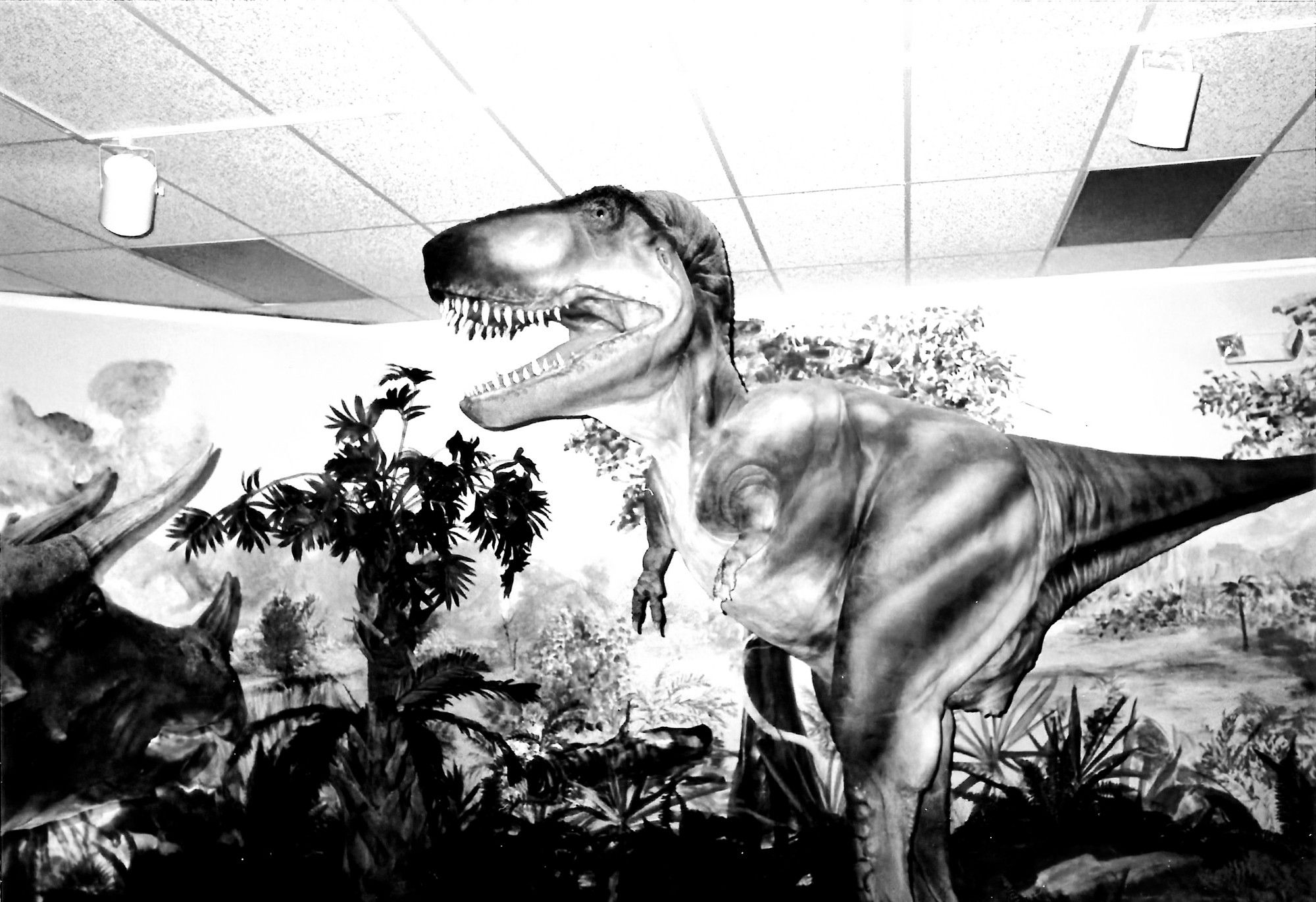 A T-Rex display, taken at a museum in Panana City, Florida, in 1994.