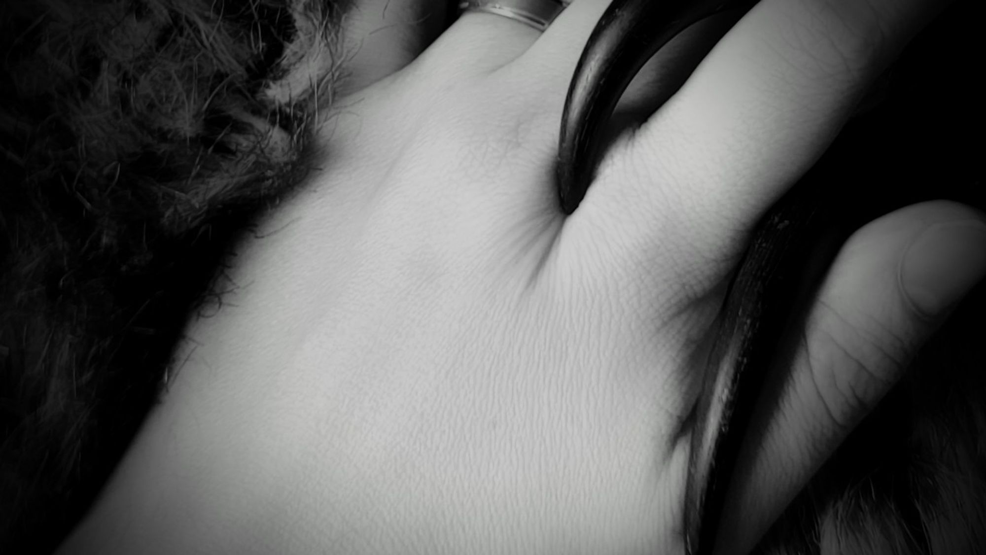 A hand with a wedding ring holding talons on faux bear fur, taken October of 2021.