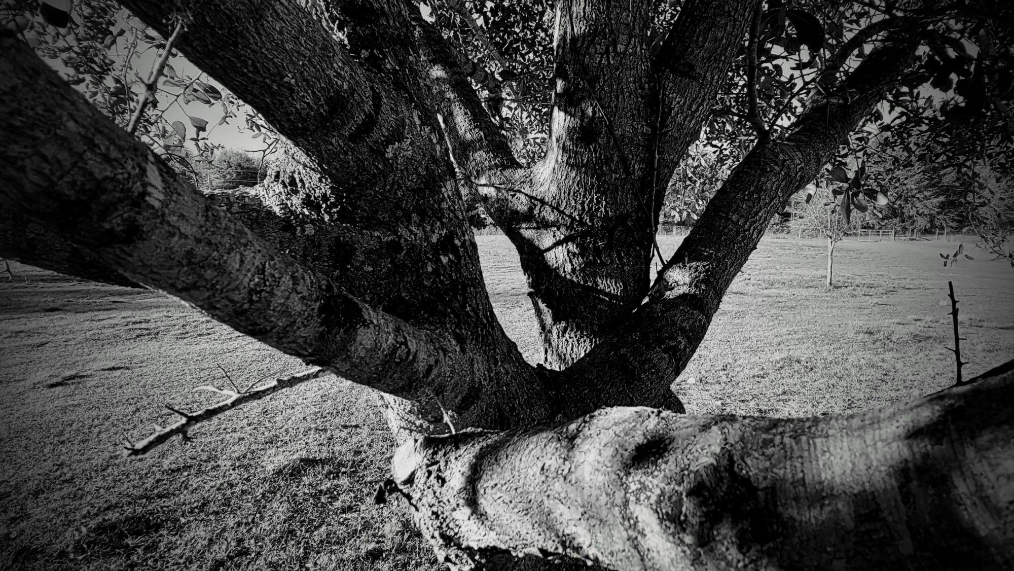 A close-up of a young scrub oak's boughs bifucating as they branch out, taken in Februrary of 2022.