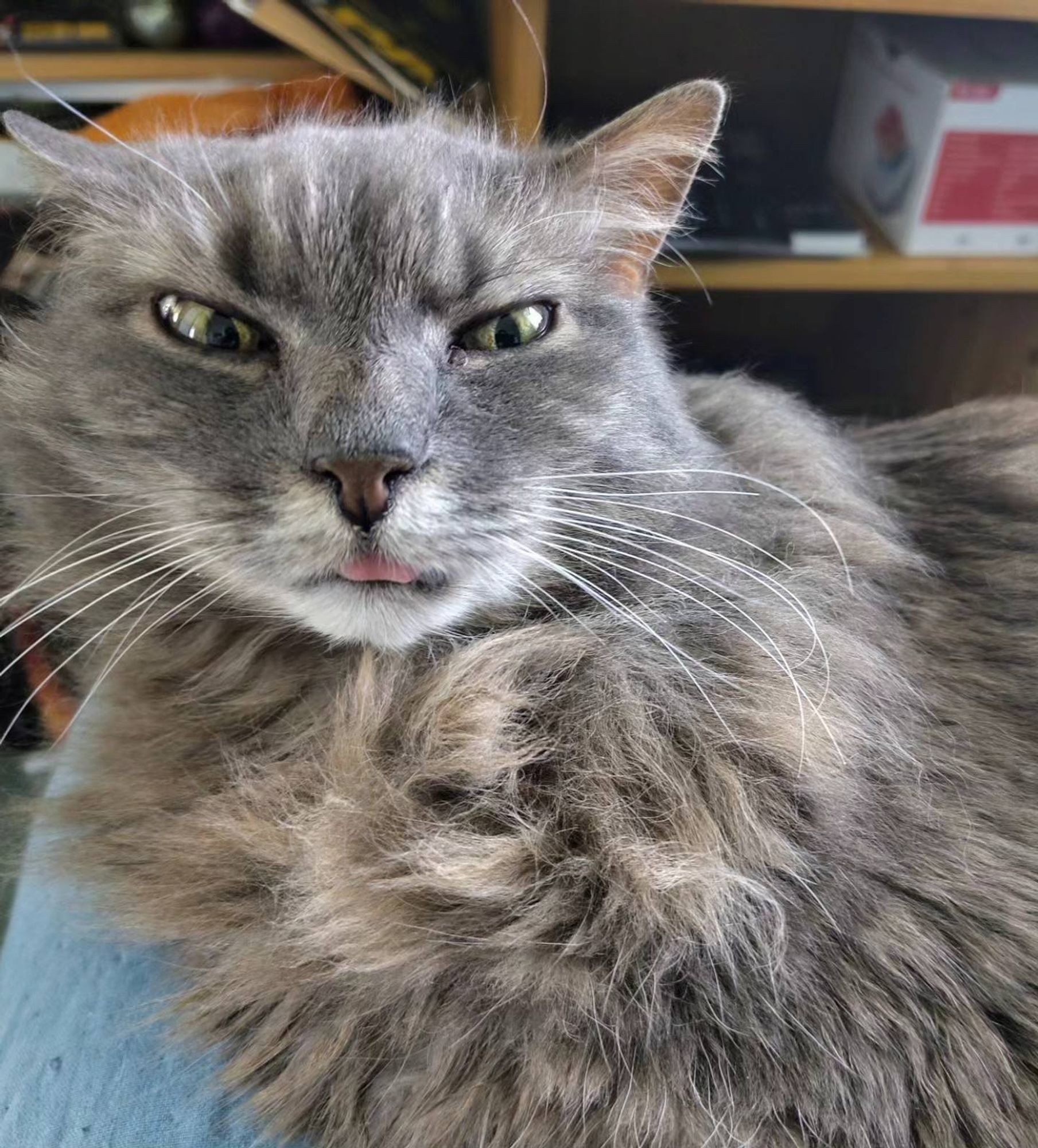 A fluffy grey cat with a discreet pink tongue blep