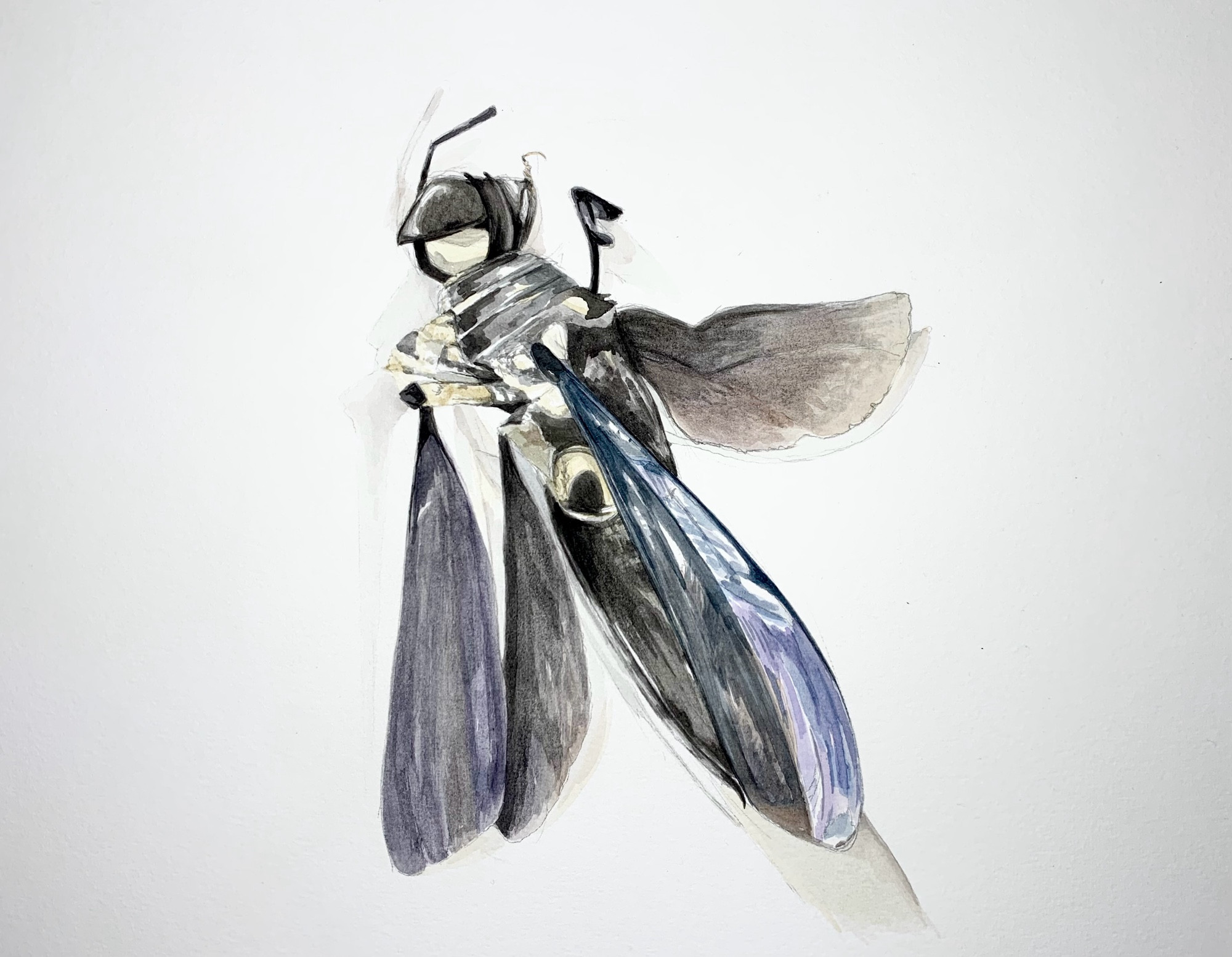 A watercolor painting of a squashed wasp, with shimmering blue and purple wings.