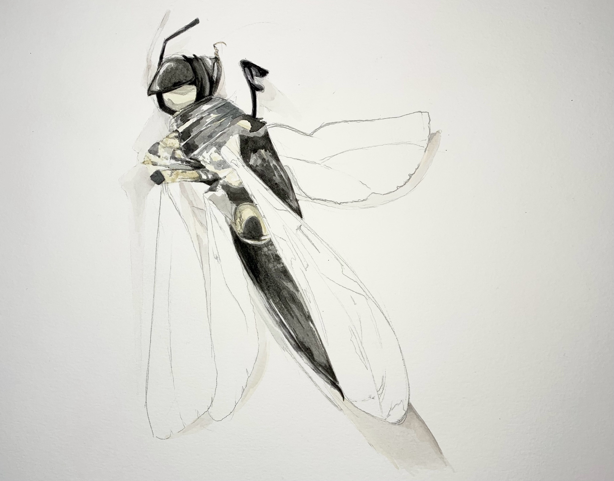 A partial watercolor painting of a squashed wasp. Its head is tilted and beige-colored insides are coming out.