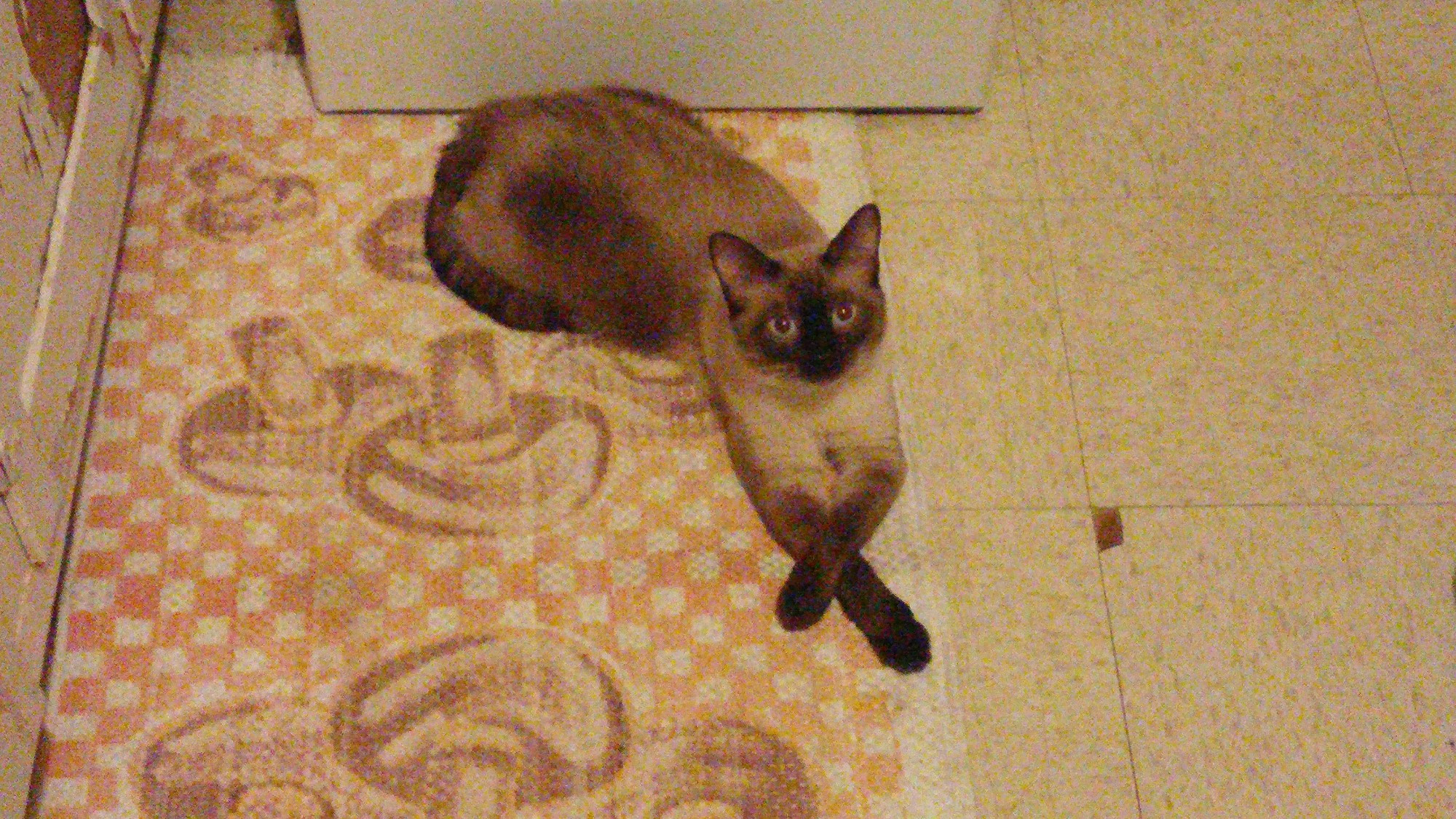 A siamese cat lays on a faded mushroom kitchen rug, front feet dai tily crossed 