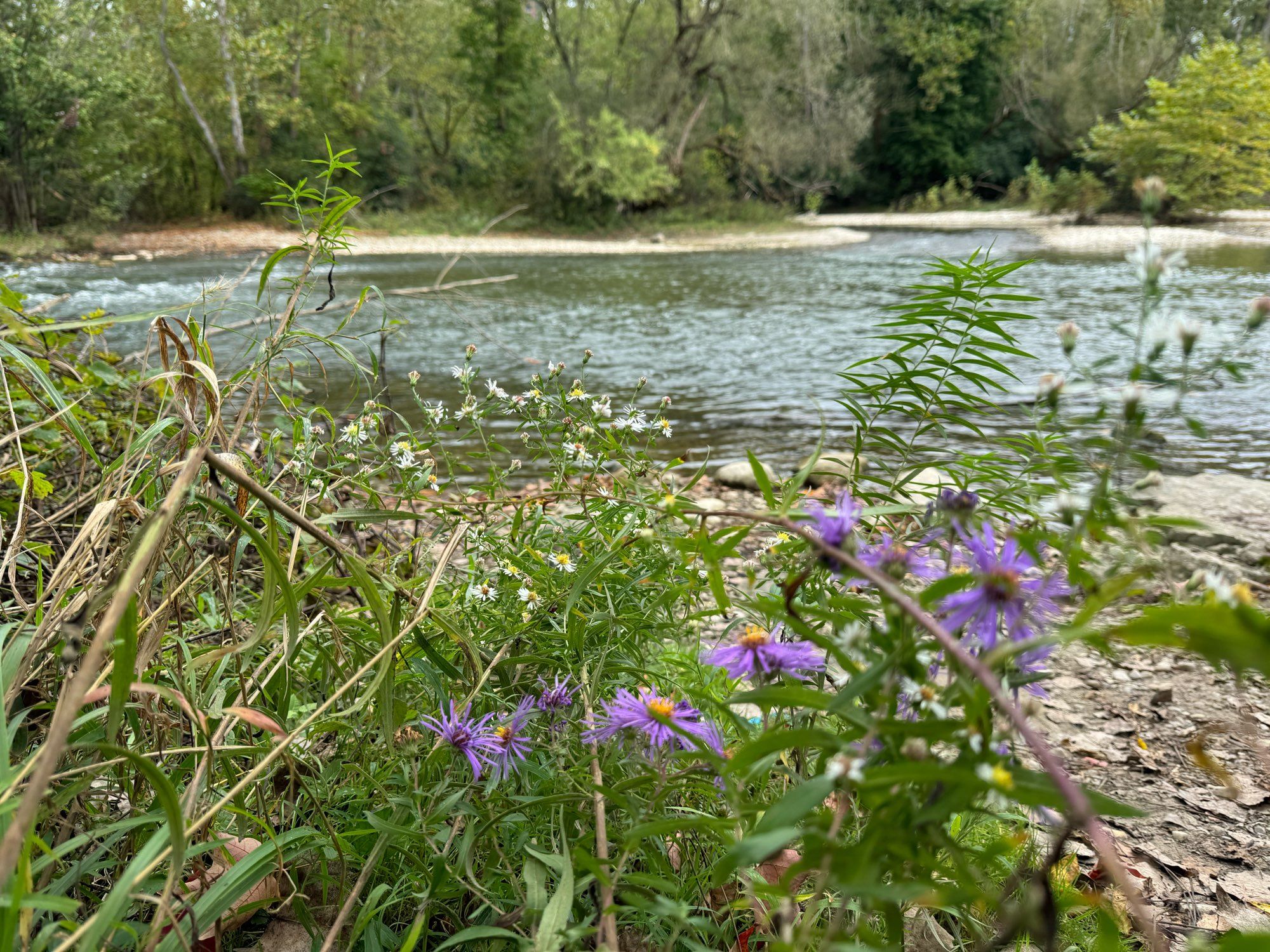 Purple & white wildflowers on a rocky beach along a creek.