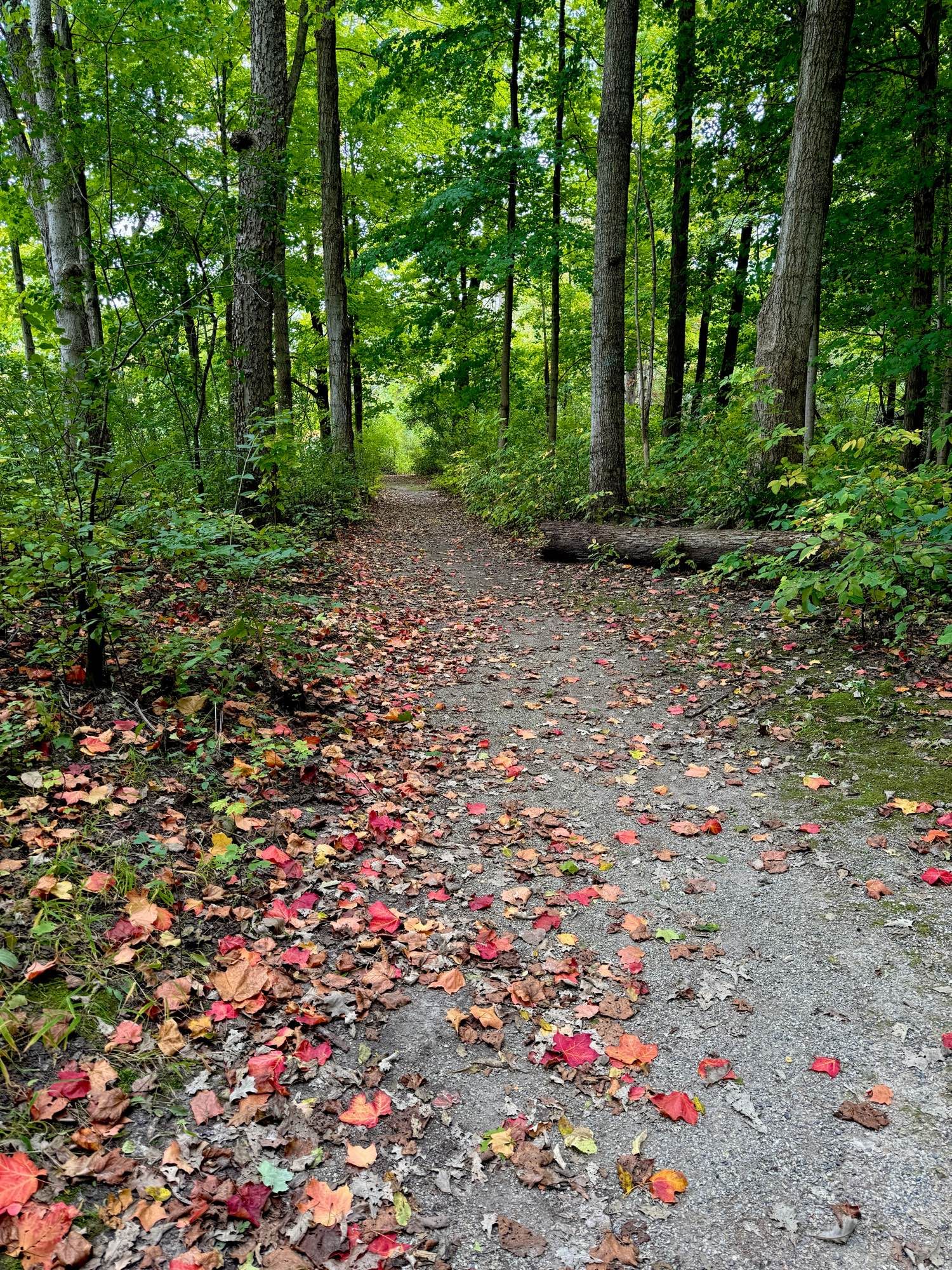 Red leaves scattered along a path stretching into the woods with green trees.