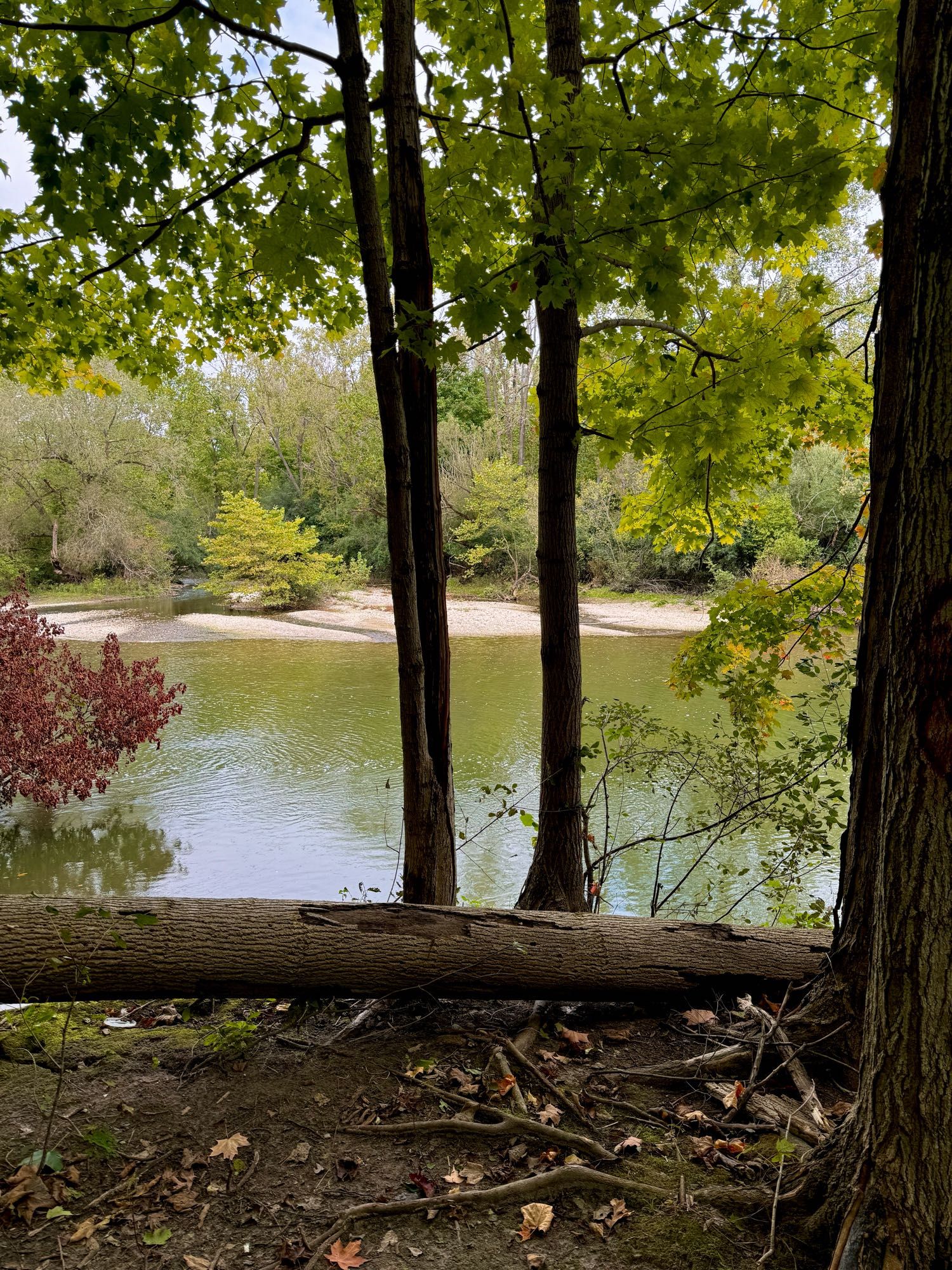 A river sand bar viewed between trees