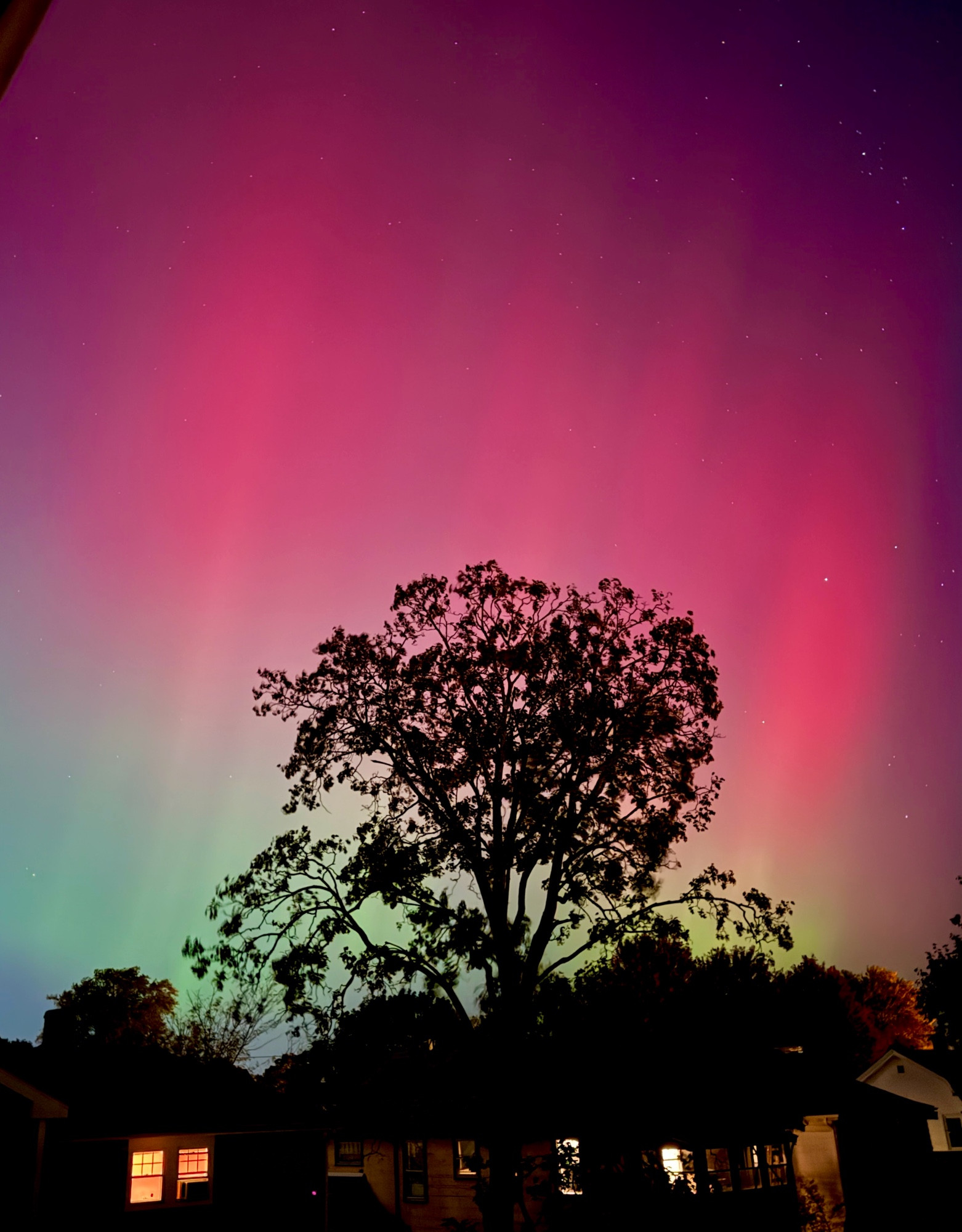 Silhouetted tree with brilliant pink & green aurora borealis. 