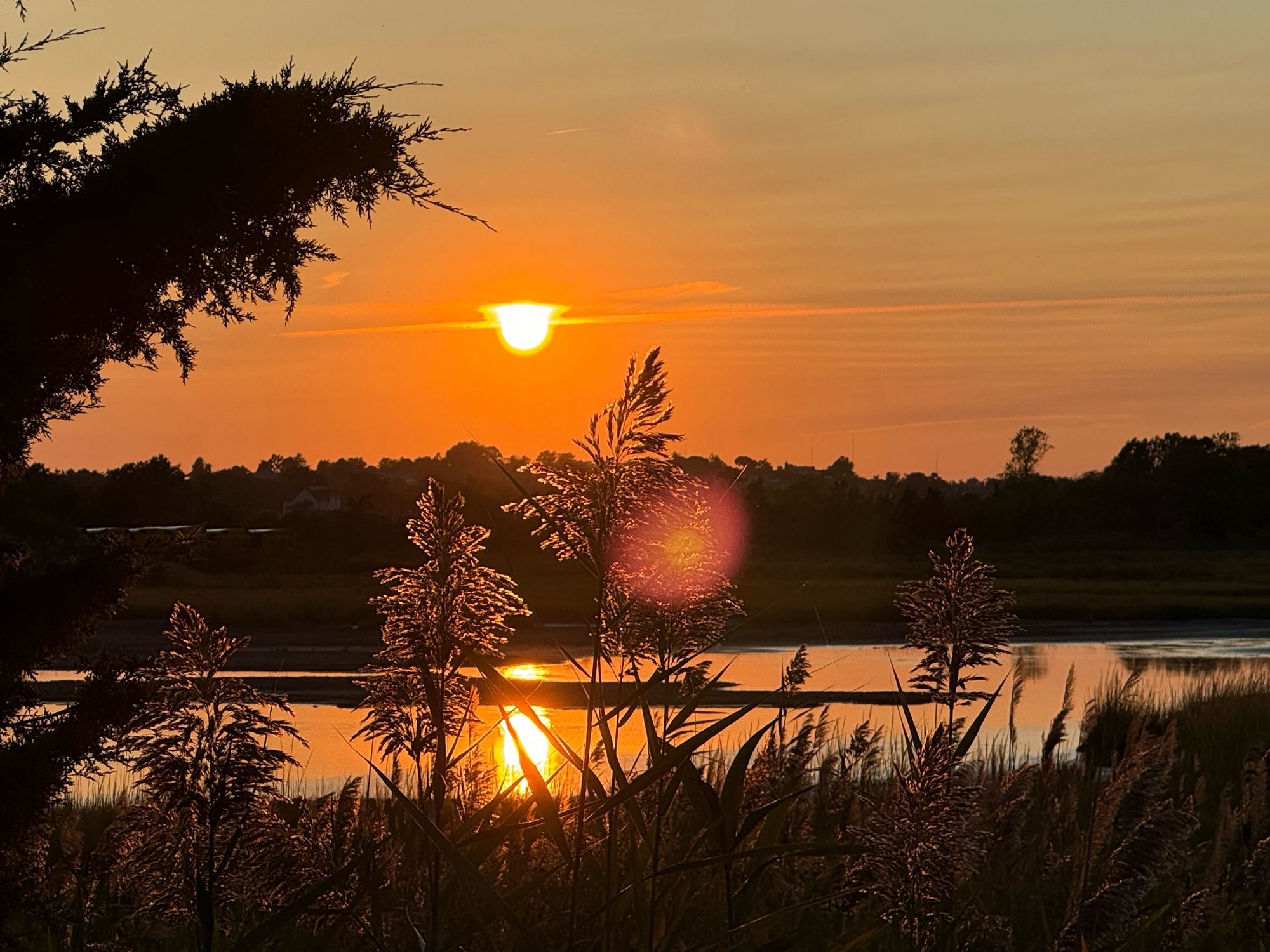 Tangerine colored sunset over salt marsh pond with phragmites' feathery blooms,  contrasting with black silhouetted trees & land beyond the reflective orange glowing pond.