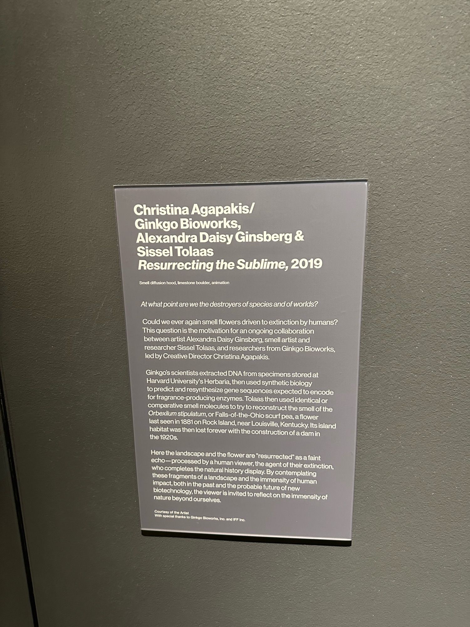 Christina Agapakis/ Ginkgo Bioworks,
Alexandra Daisy Ginsberg &
Sissel Tolaas
Resurrecting the Sublime, 2019
Smell diffusion hood, limestone boulder, animation
At what point are we the destroyers of species and of worlds?
Could we ever again smell flowers driven to extinction by humans?
This question is the motivation for an ongoing collaboration between artist Alexandra Daisy Ginsberg, smell artist and researcher Sissel Tolaas, and researchers from Ginkgo Bioworks, led by Creative Director Christina Agapakis.
Ginkgo's scientists extracted DNA from specimens stored at Harvard University's Herbaria, then used synthetic biology to predict and resynthesize gene sequences expected to encode for fragrance-producing enzymes. Tolaas then used identical or comparative smell molecules to try to reconstruct the smell of the Orbexilum stipulatum, or Falls-of-the-Ohio scurf pea, a flower last seen in 1881 on Rock Island, near Louisville, Kentucky. Its island habitat was then lost forever with the